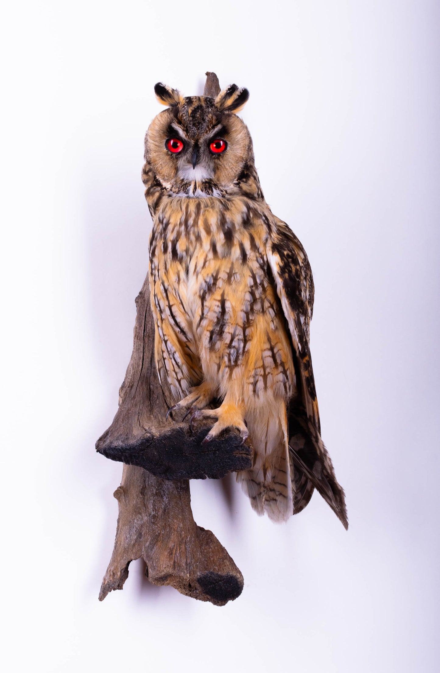 Long-eared Owl Taxidermy Wall Mount For Sale