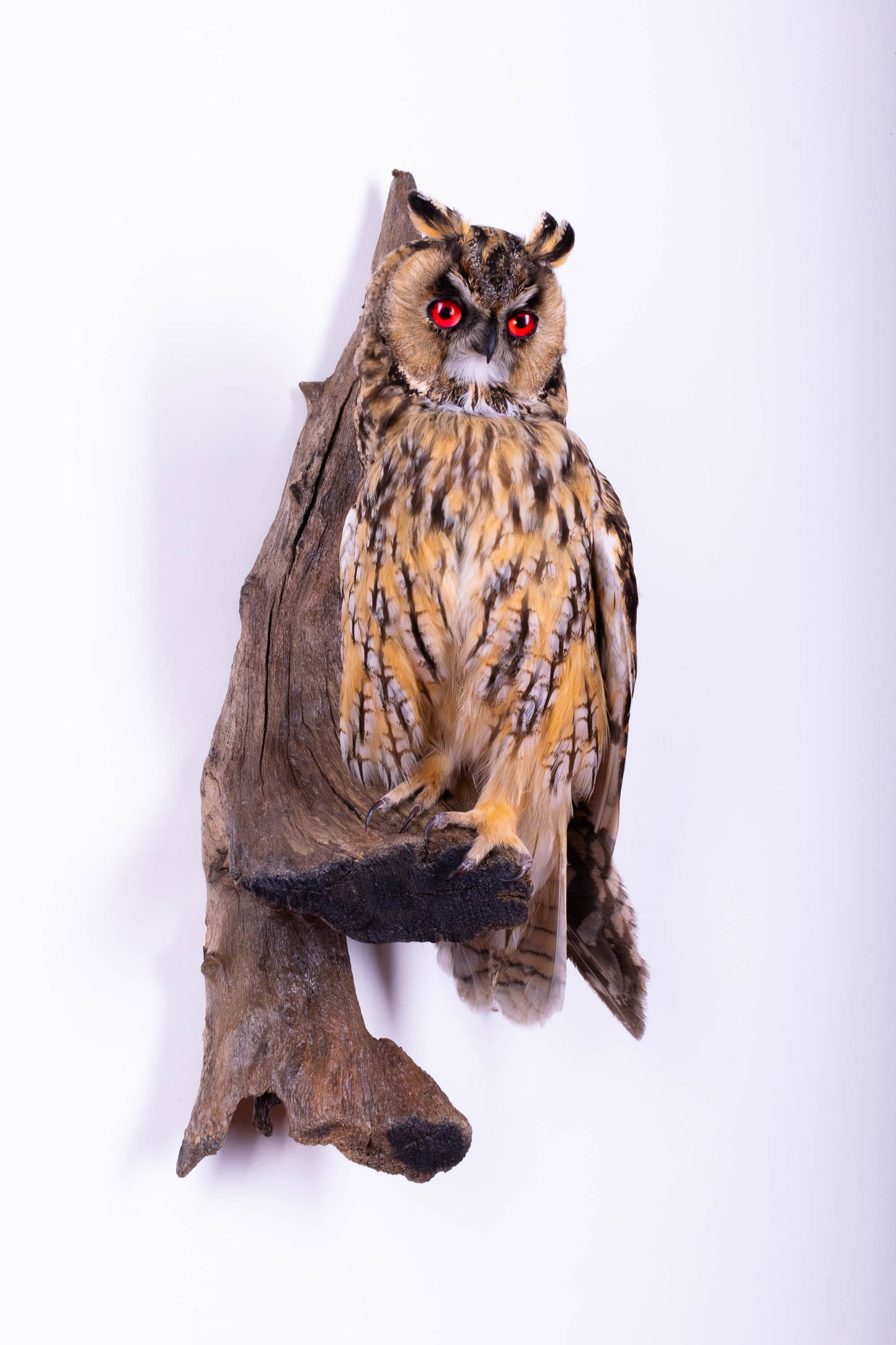 Long-eared Owl Taxidermy Wall Mount For Sale