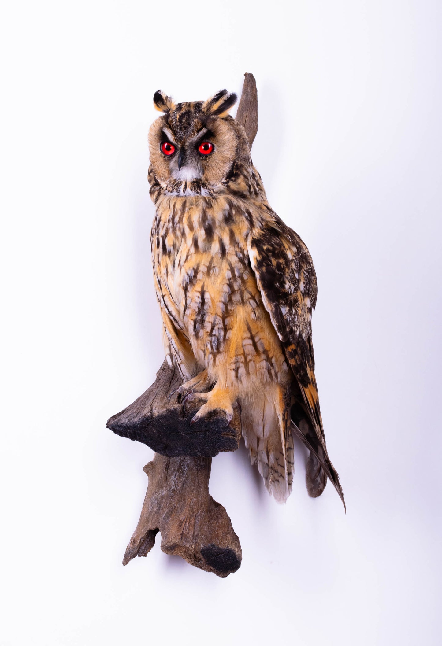 Long-eared Owl Taxidermy Wall Mount For Sale