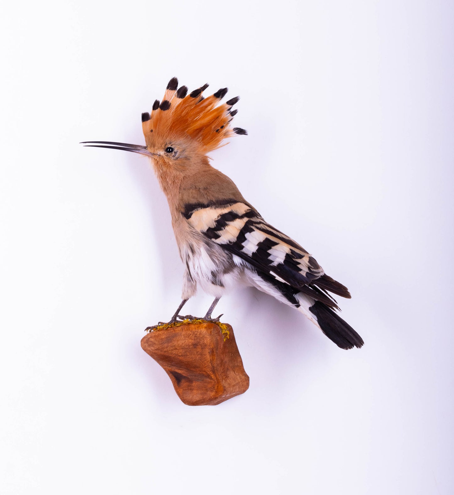 Hoopoe Taxidermy Wall Mount For Sale