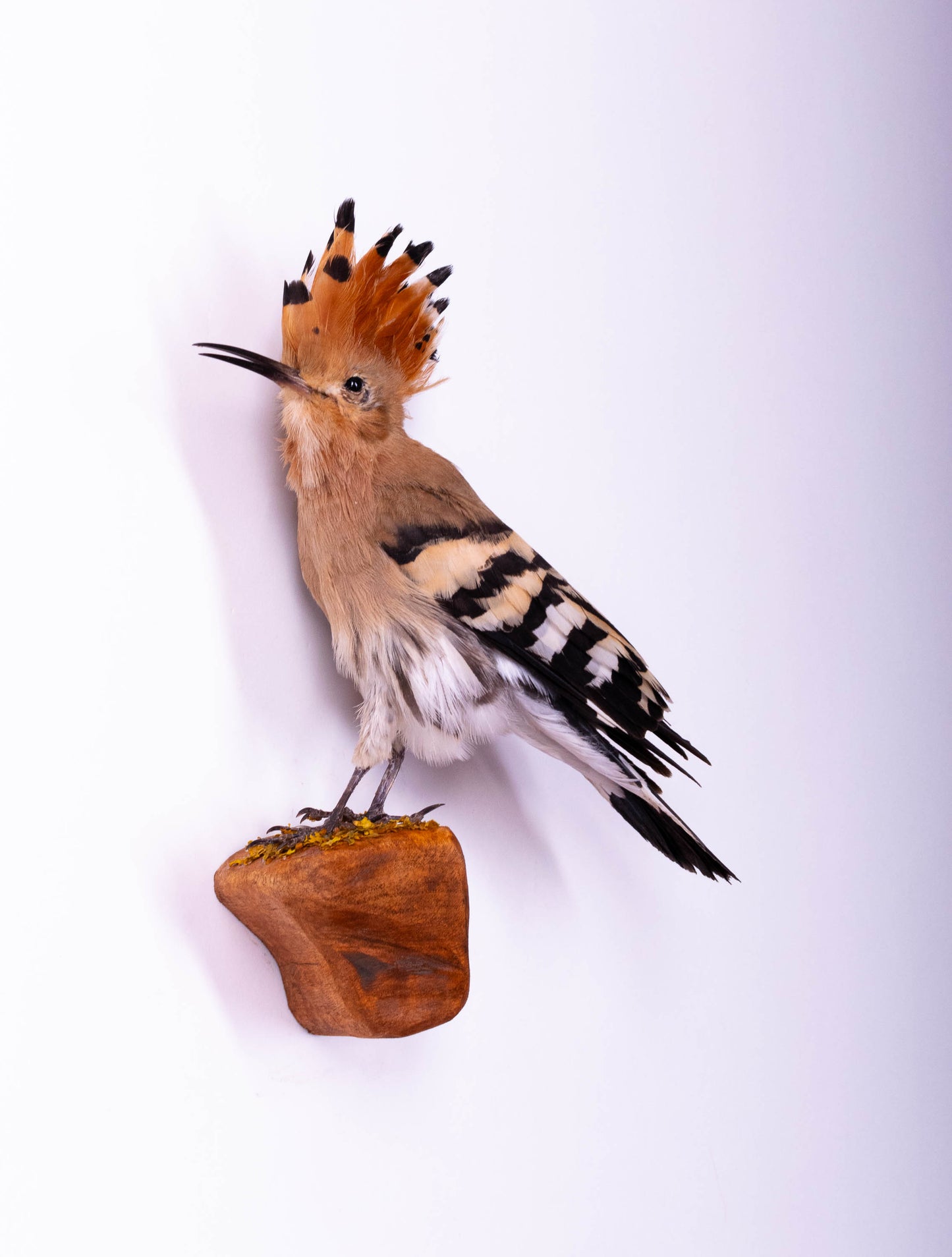 Hoopoe Taxidermy Wall Mount For Sale