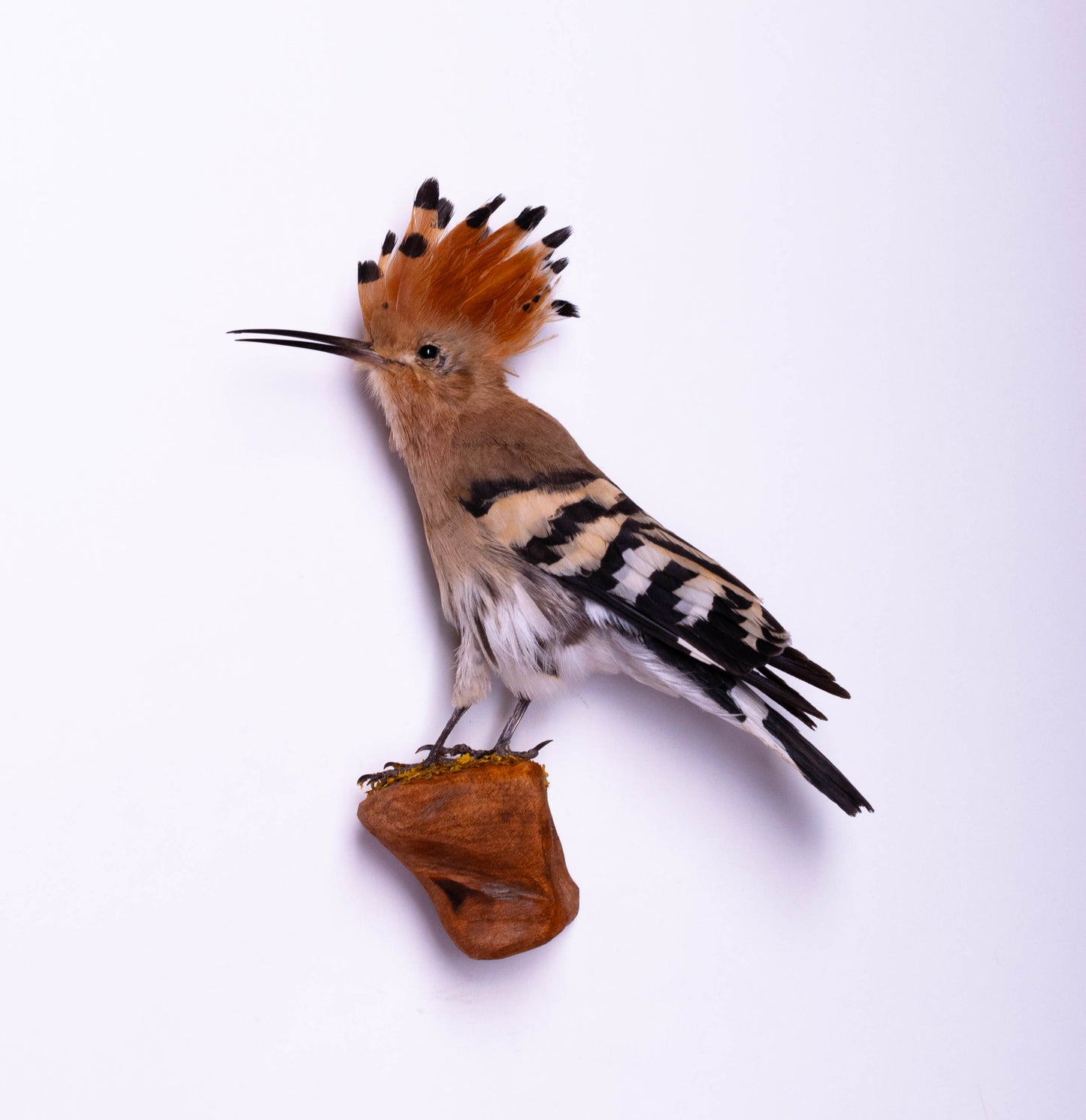 Hoopoe Taxidermy Wall Mount For Sale