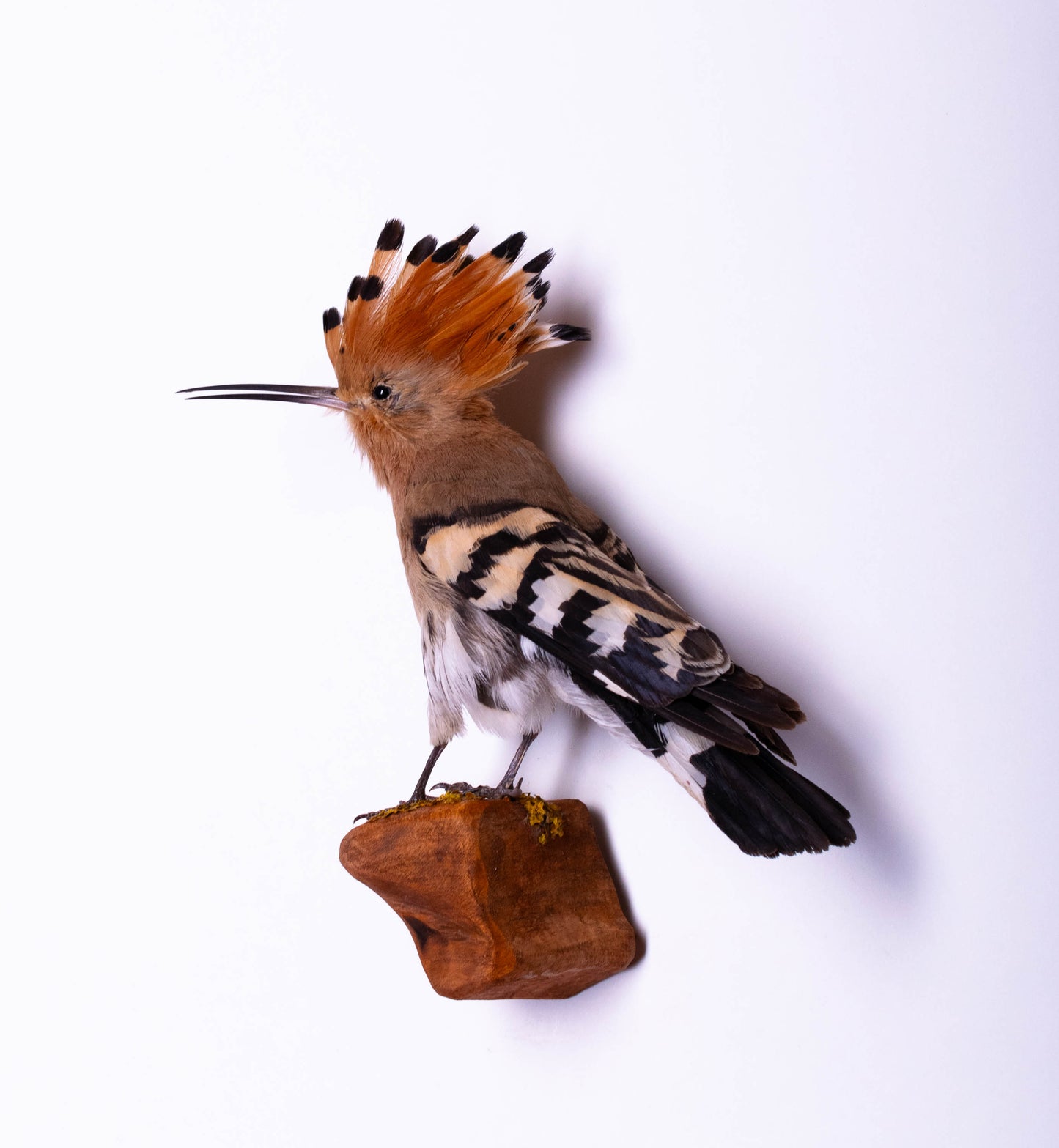 Hoopoe Taxidermy Wall Mount For Sale