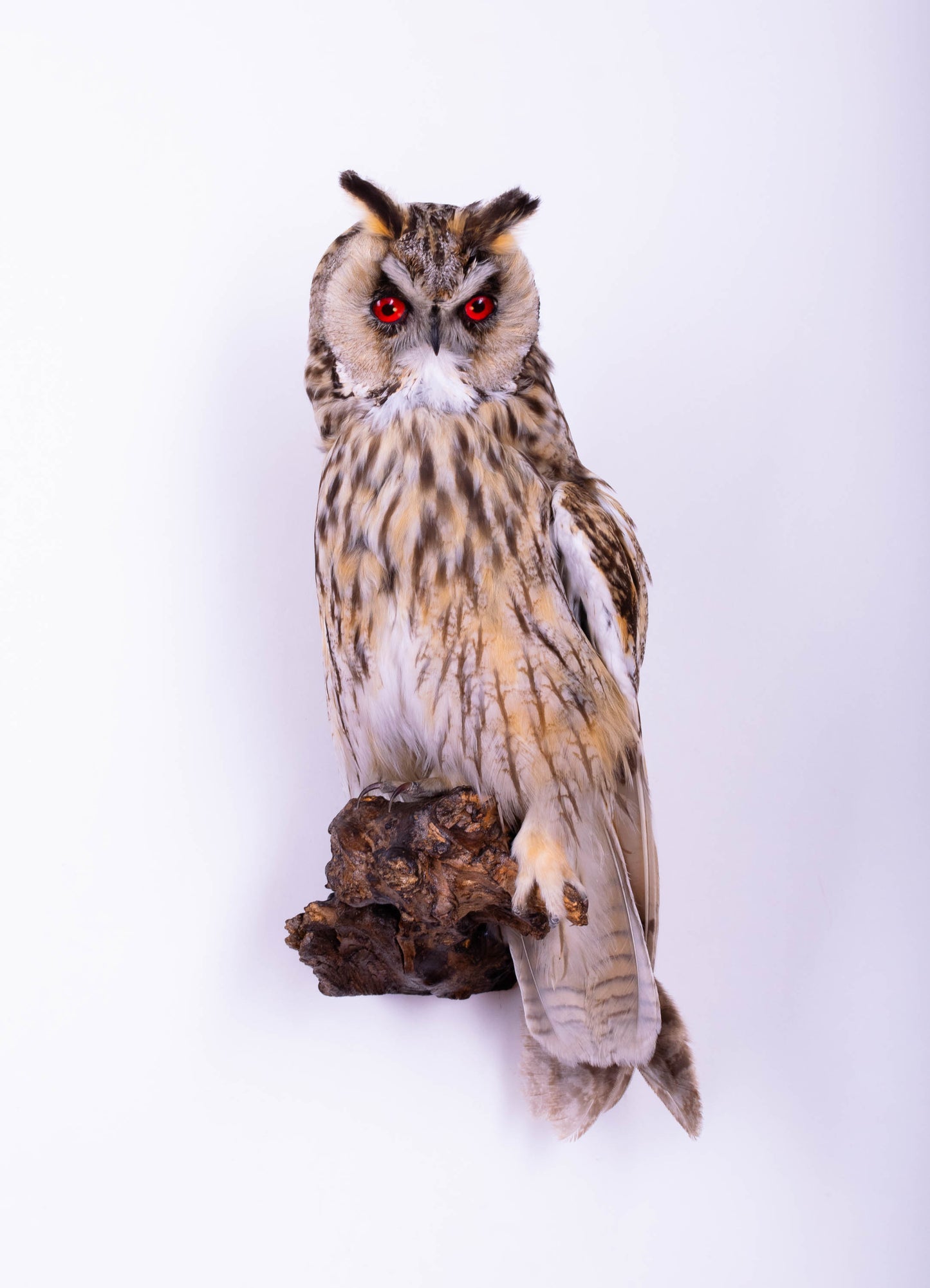 Hibou moyen-duc naturalisé pour fixation murale à vendre