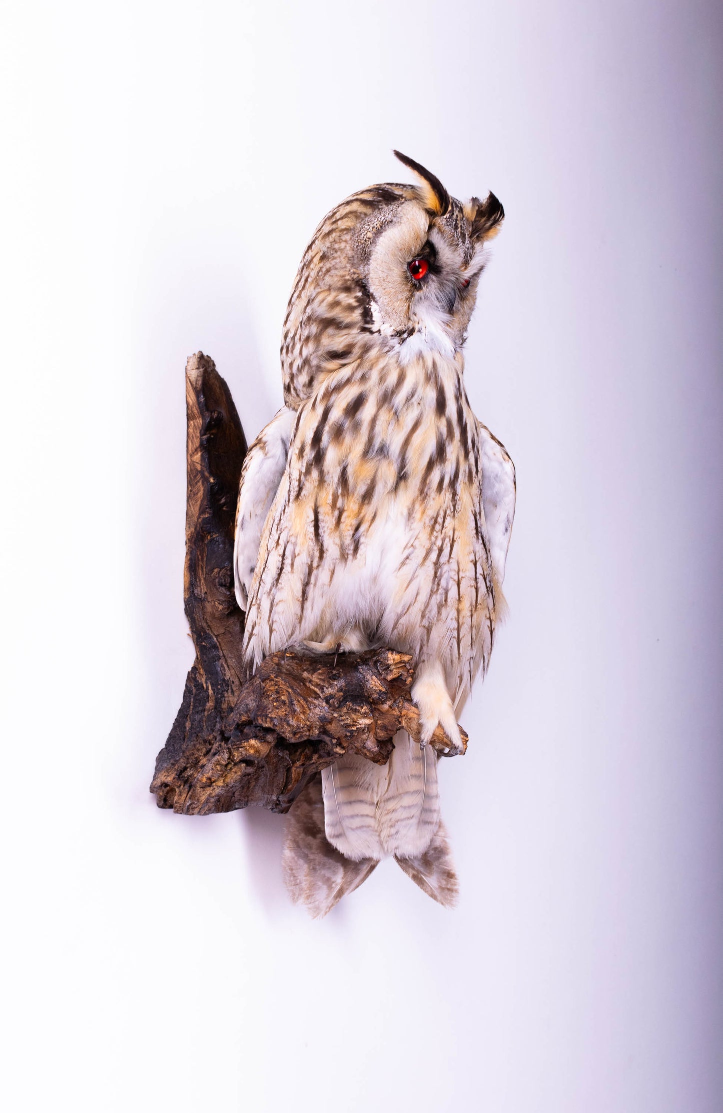 Hibou moyen-duc naturalisé pour fixation murale à vendre