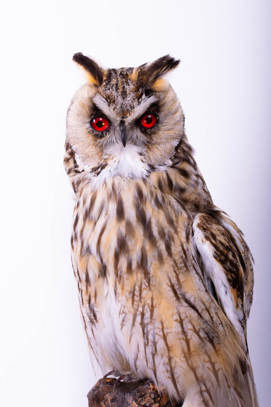 Hibou moyen-duc naturalisé pour fixation murale à vendre