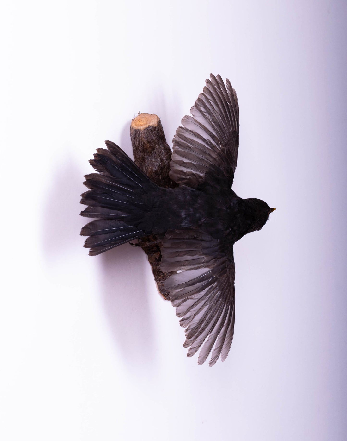 Montage mural de taxidermie de merle femelle à vendre