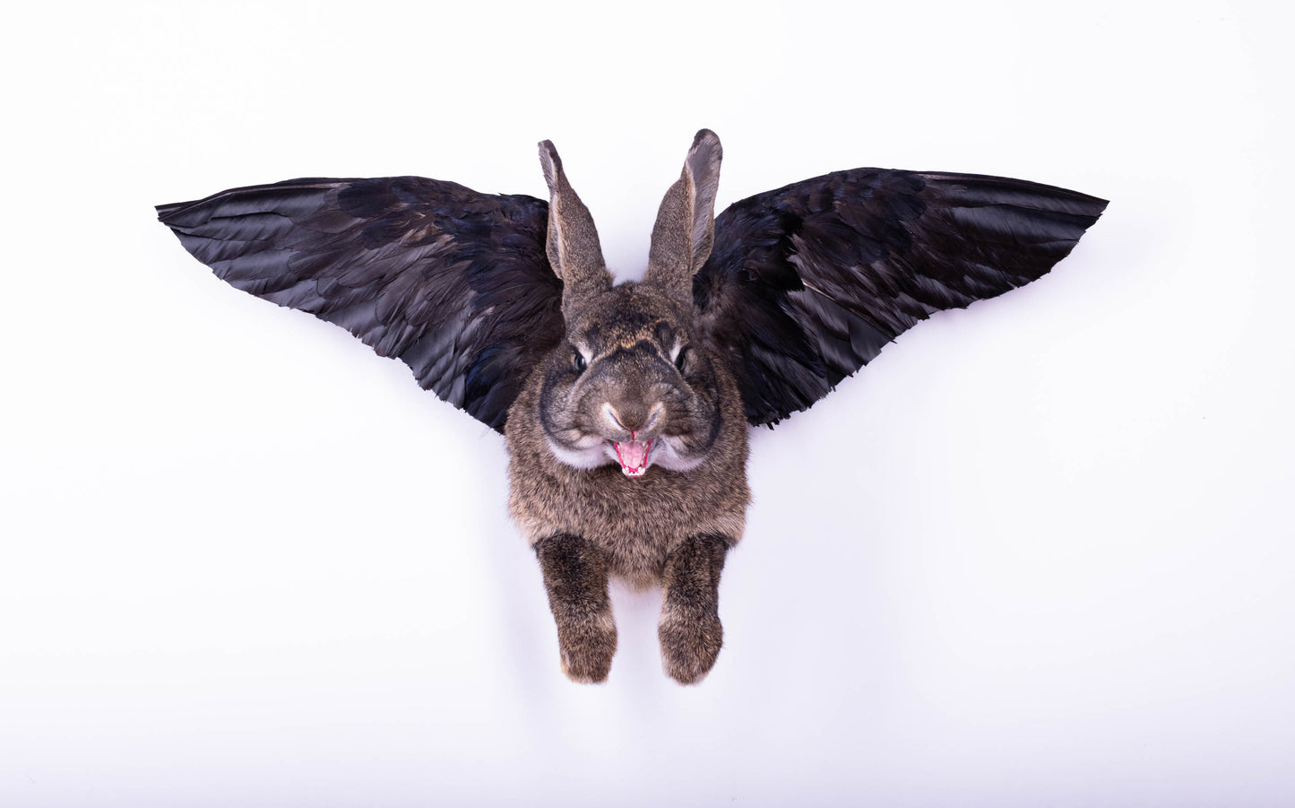 Taxidermie d'écureuil murale à vendre