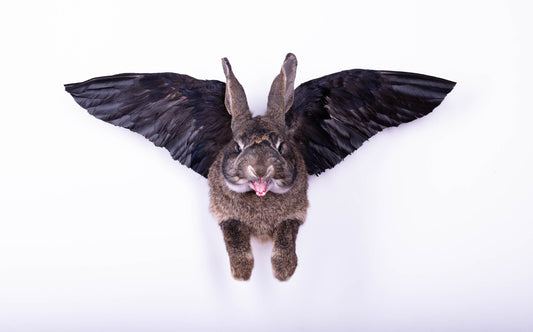 Taxidermie d'écureuil murale à vendre
