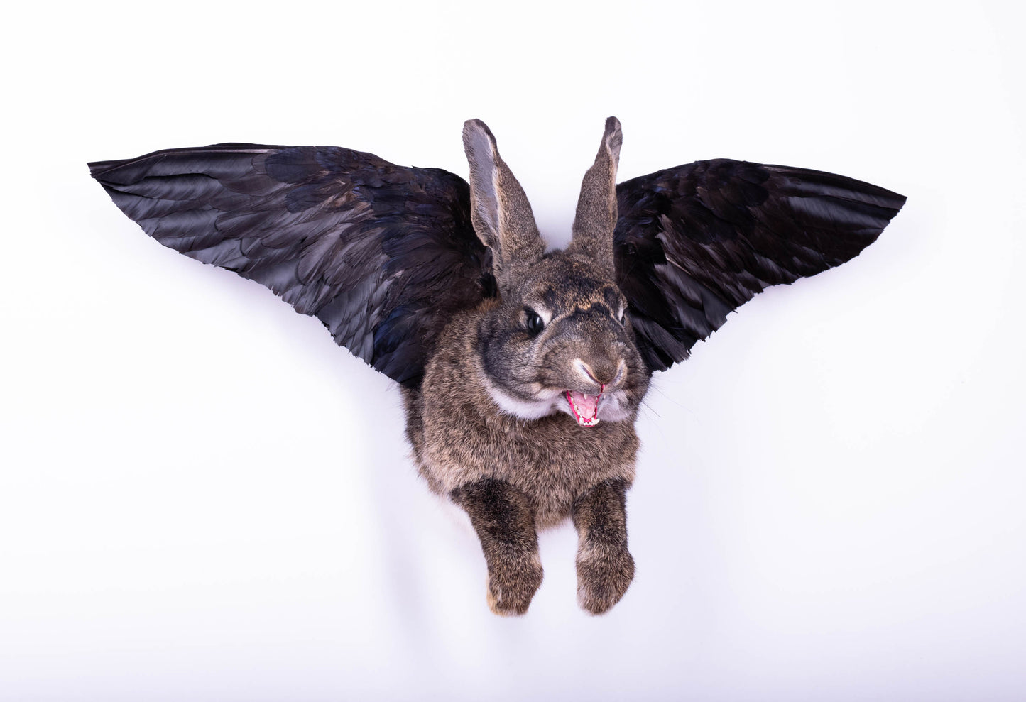 Taxidermie d'écureuil murale à vendre