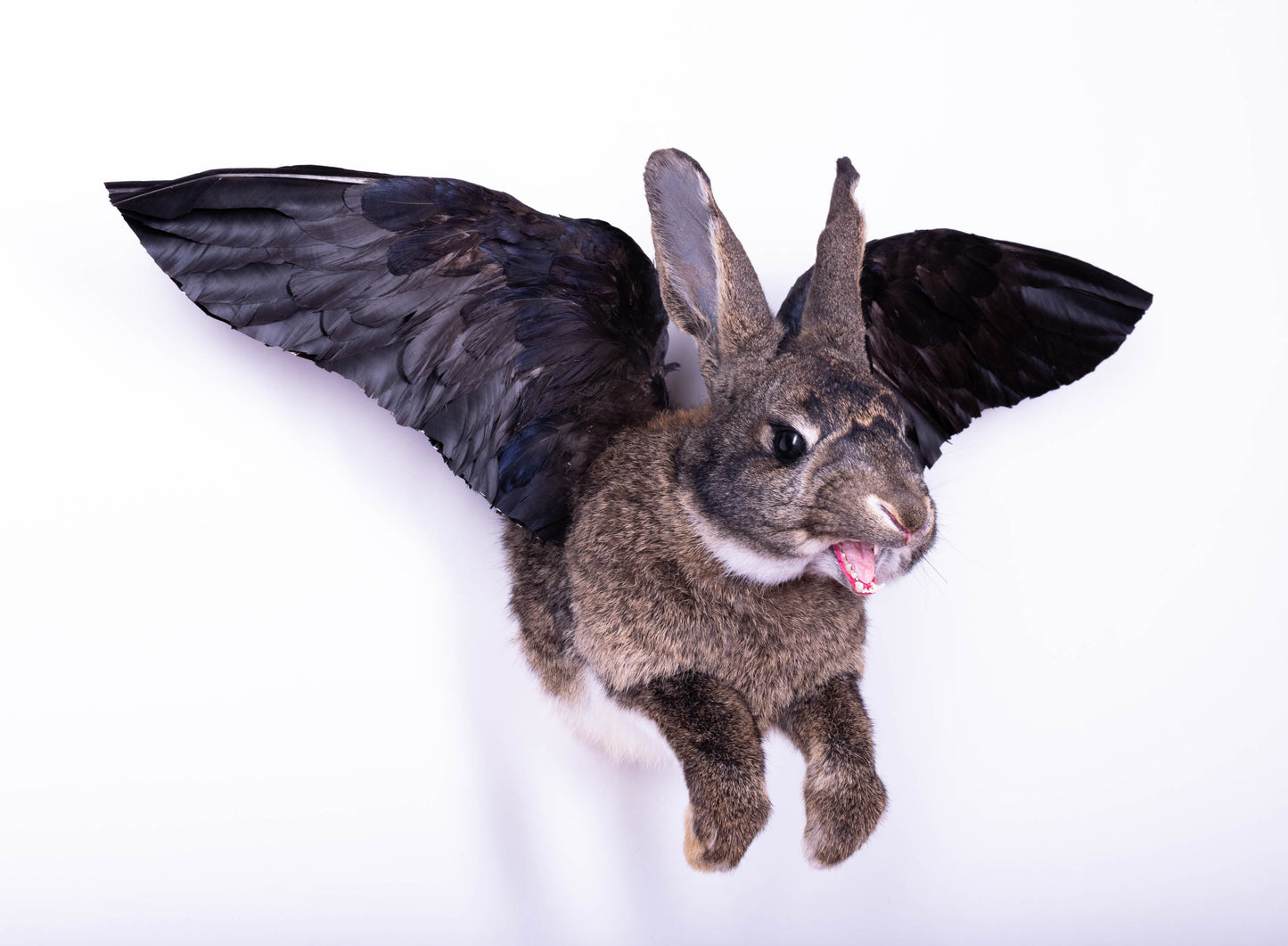 Taxidermie d'écureuil murale à vendre
