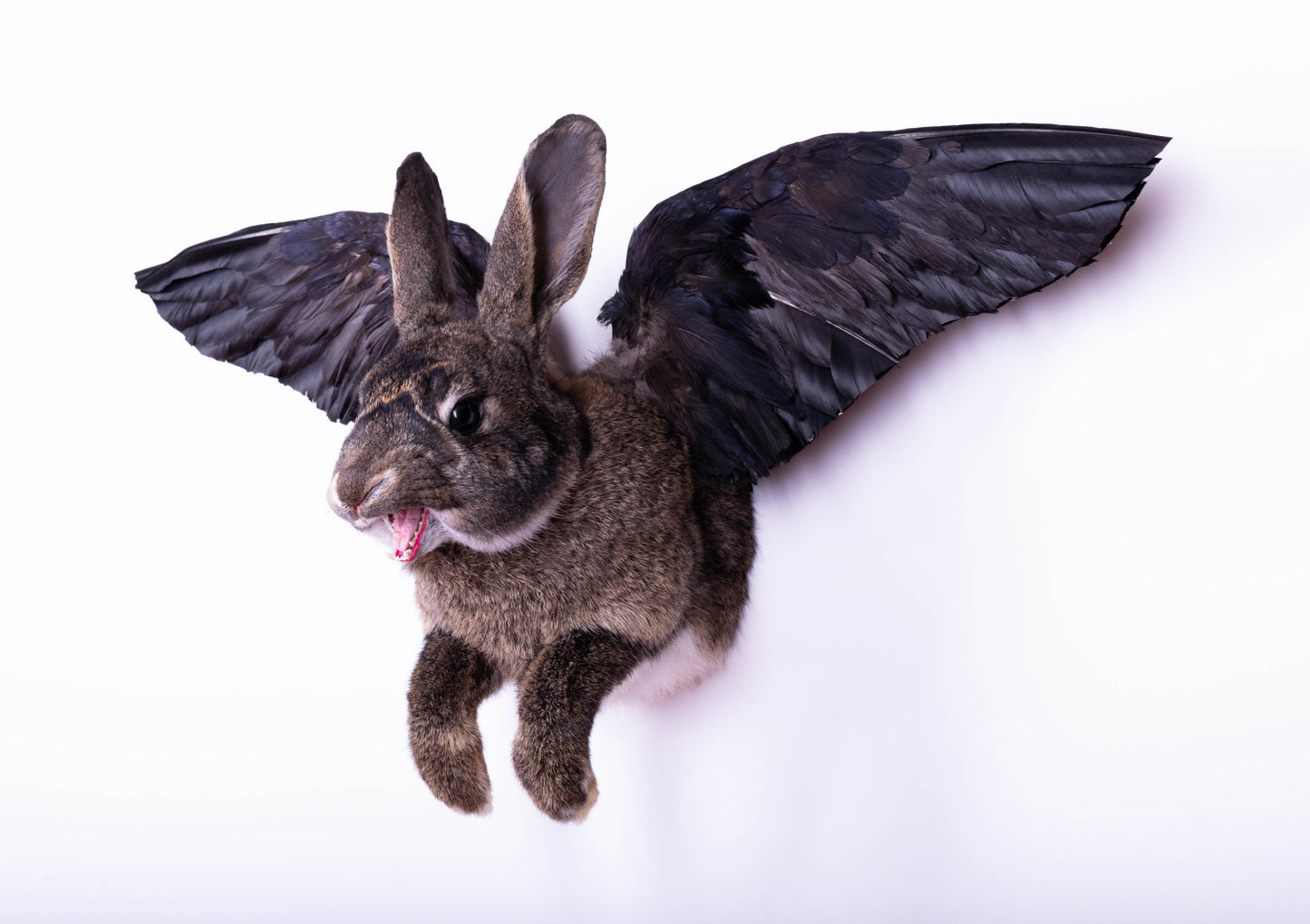 Taxidermie d'écureuil murale à vendre