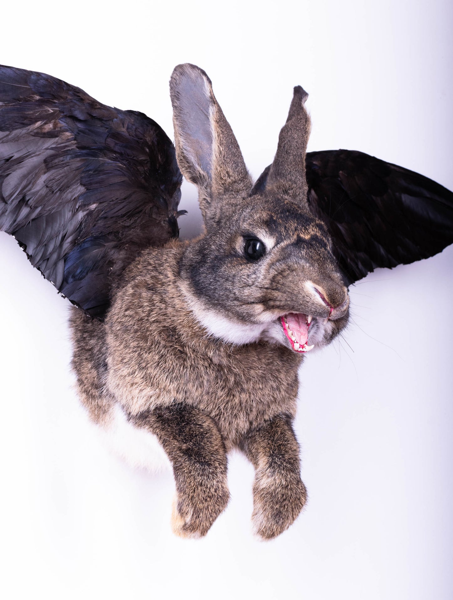 Taxidermie d'écureuil murale à vendre