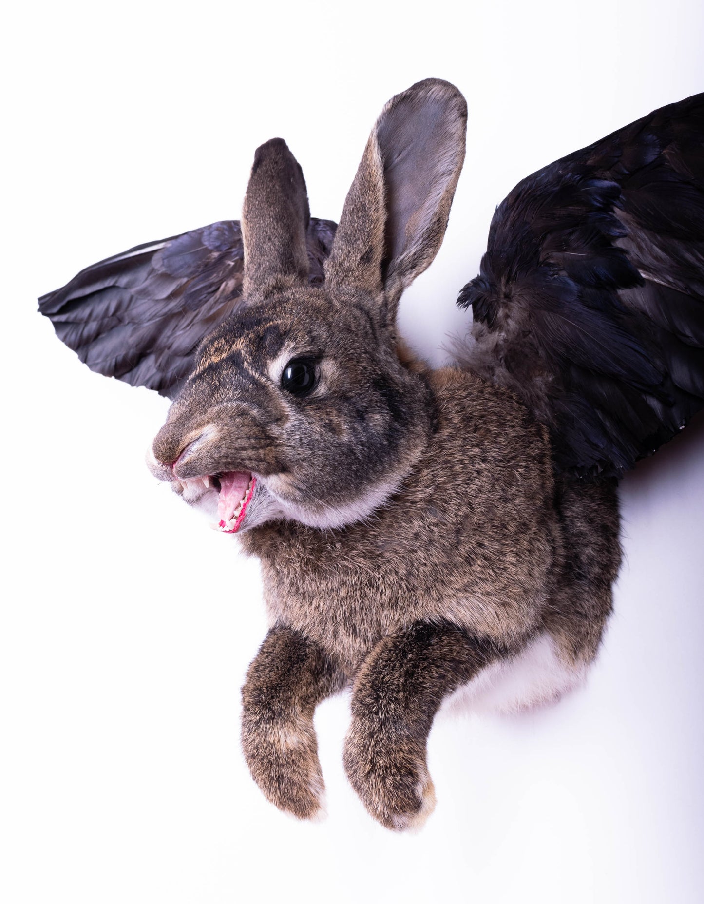 Taxidermie d'écureuil murale à vendre