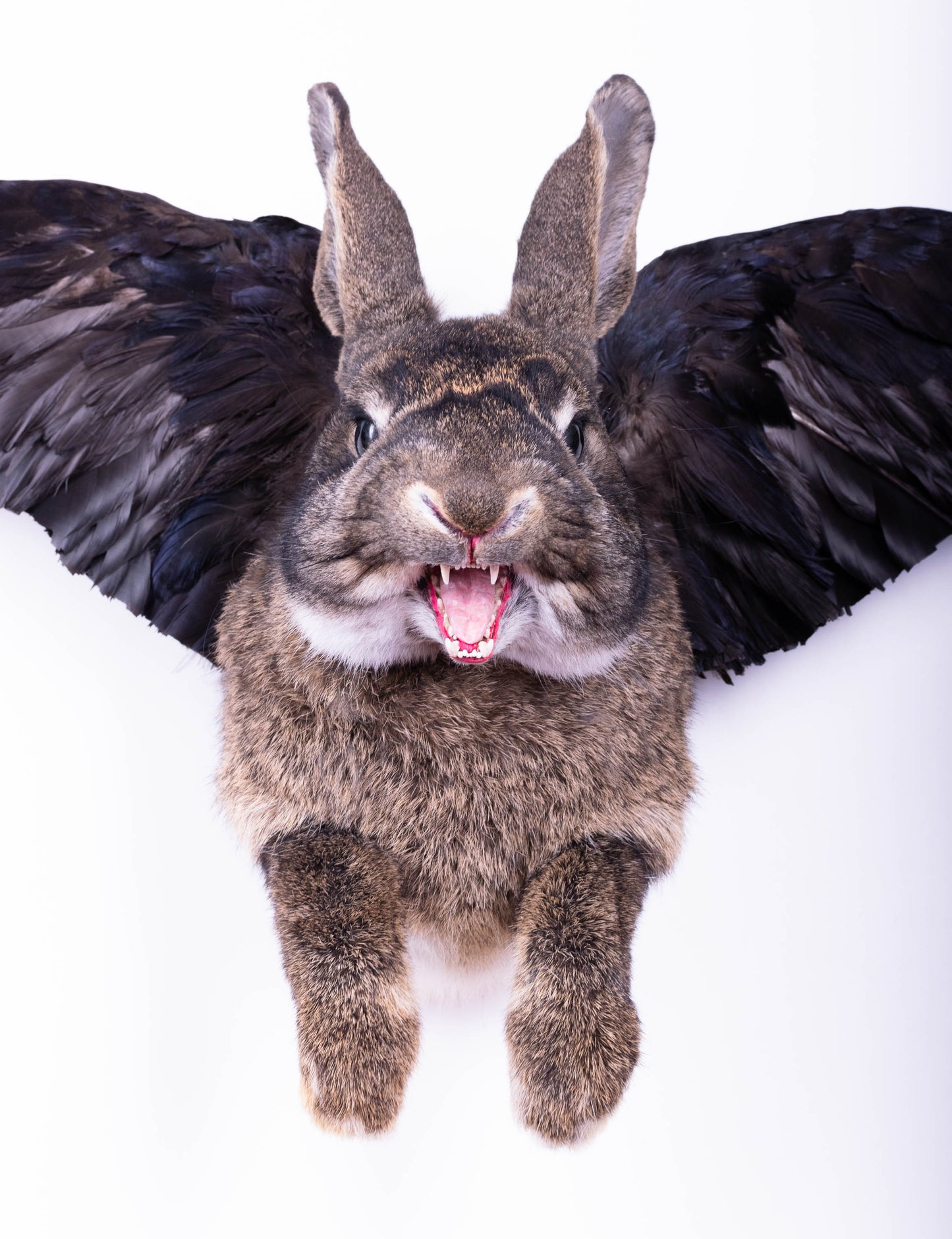 Taxidermie d'écureuil murale à vendre