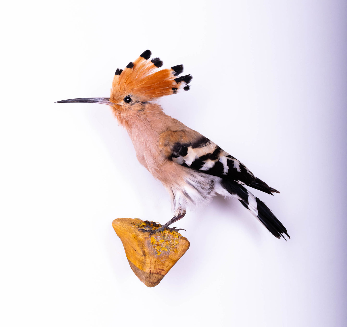 Hoopoe Taxidermy Wall Mount For Sale