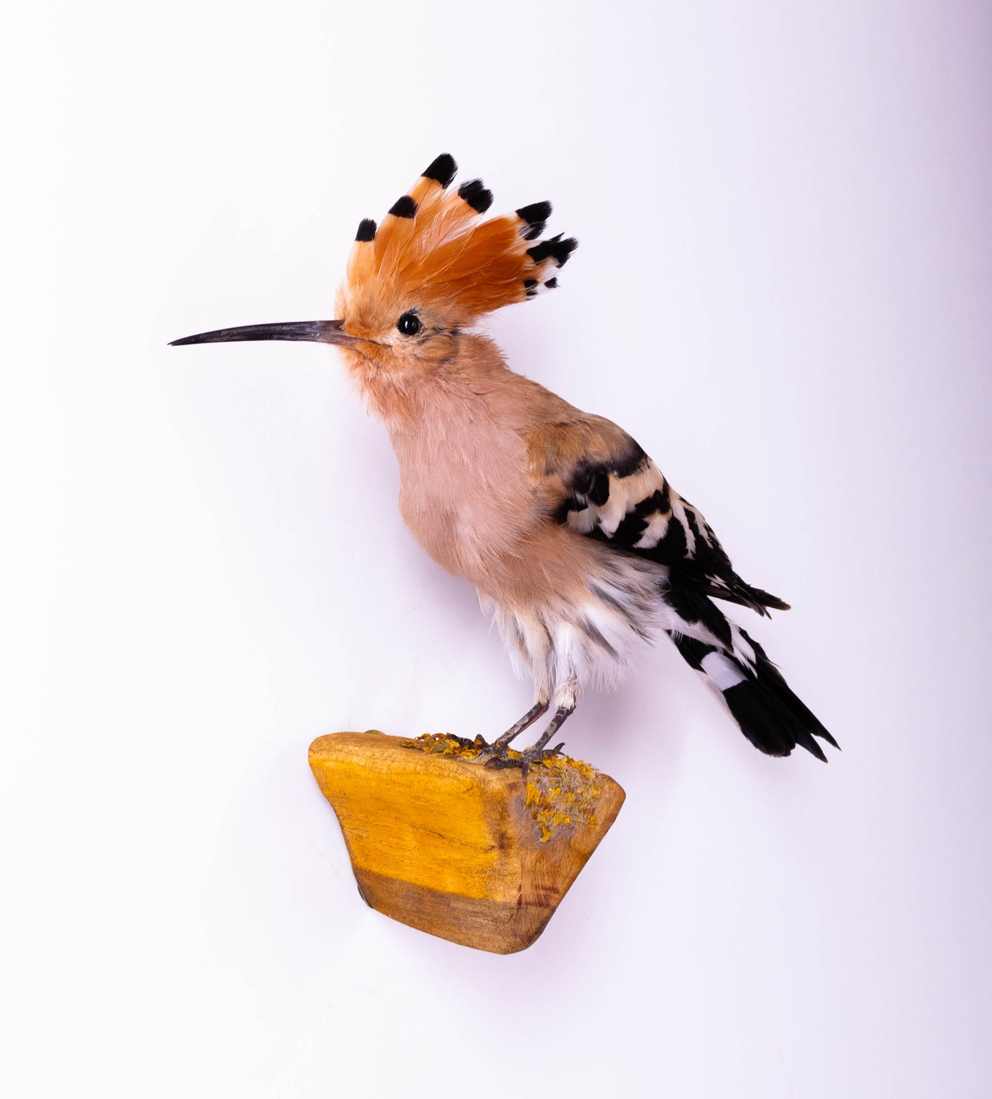 Hoopoe Taxidermy Wall Mount For Sale
