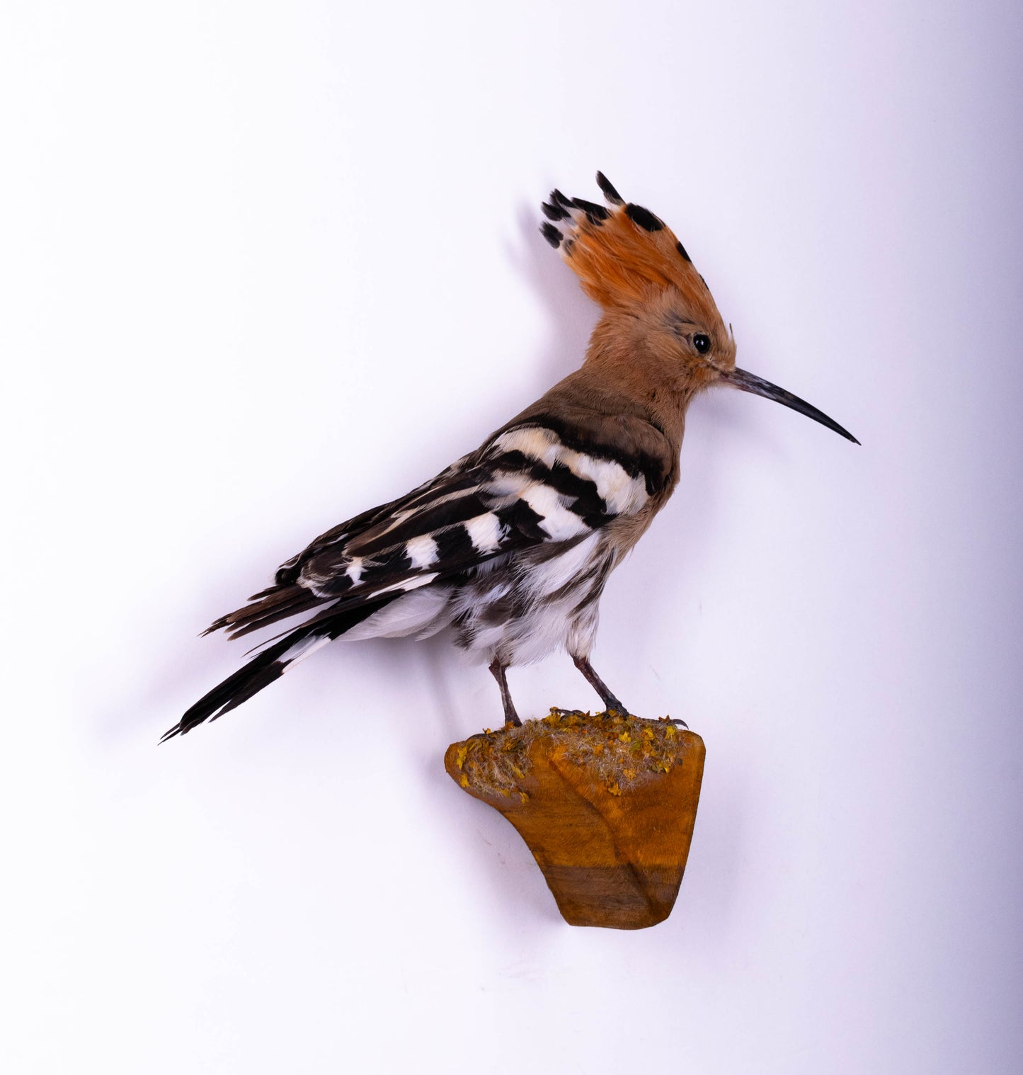 Hoopoe Taxidermy Wall Mount For Sale