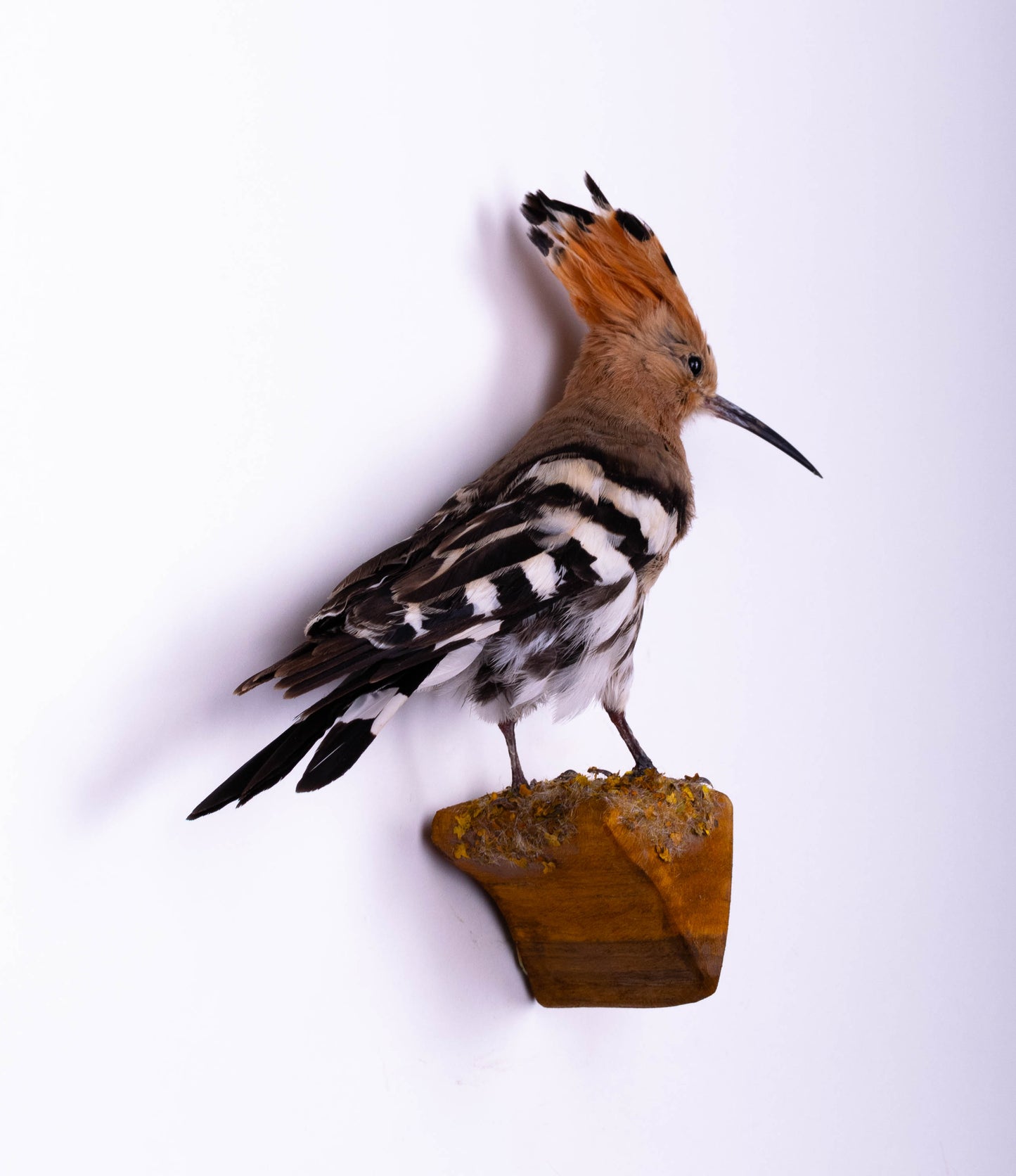 Hoopoe Taxidermy Wall Mount For Sale