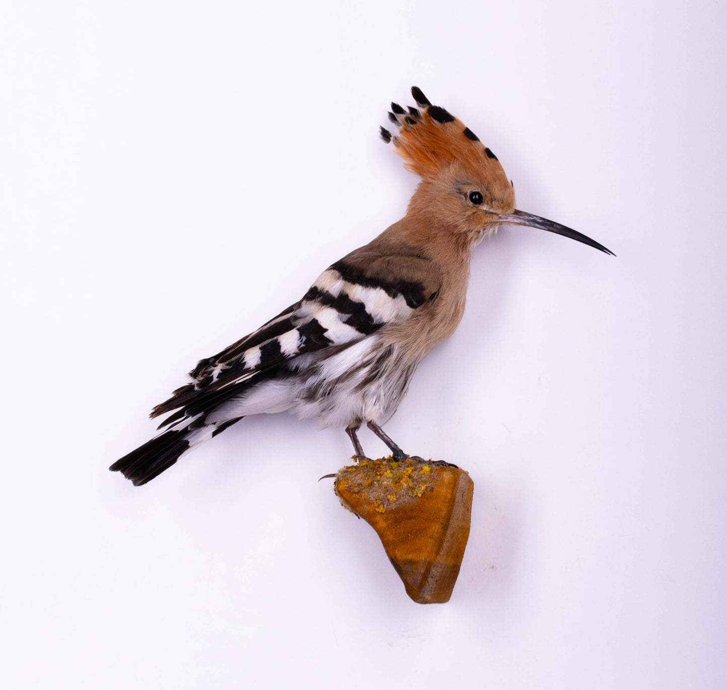 Hoopoe Taxidermy Wall Mount For Sale