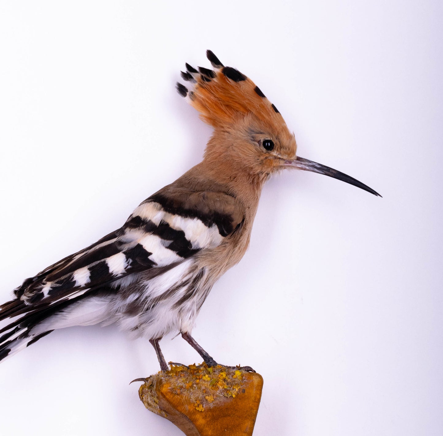 Hoopoe Taxidermy Wall Mount For Sale