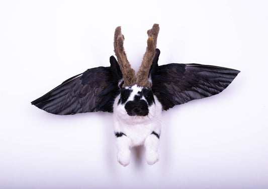 Taxidermie d'écureuil murale à vendre