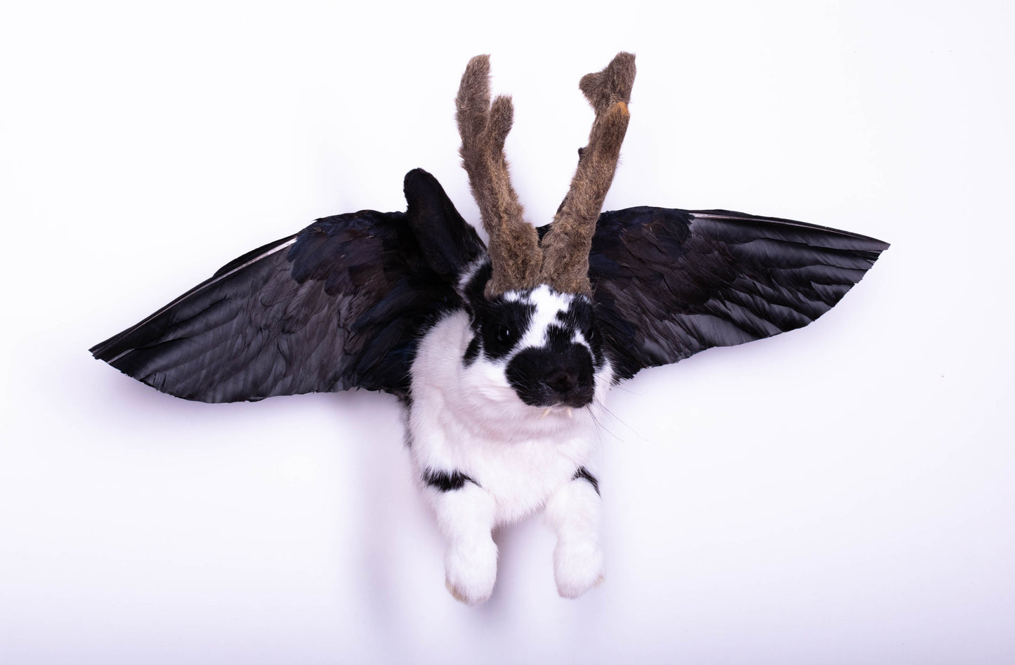 Taxidermie d'écureuil murale à vendre