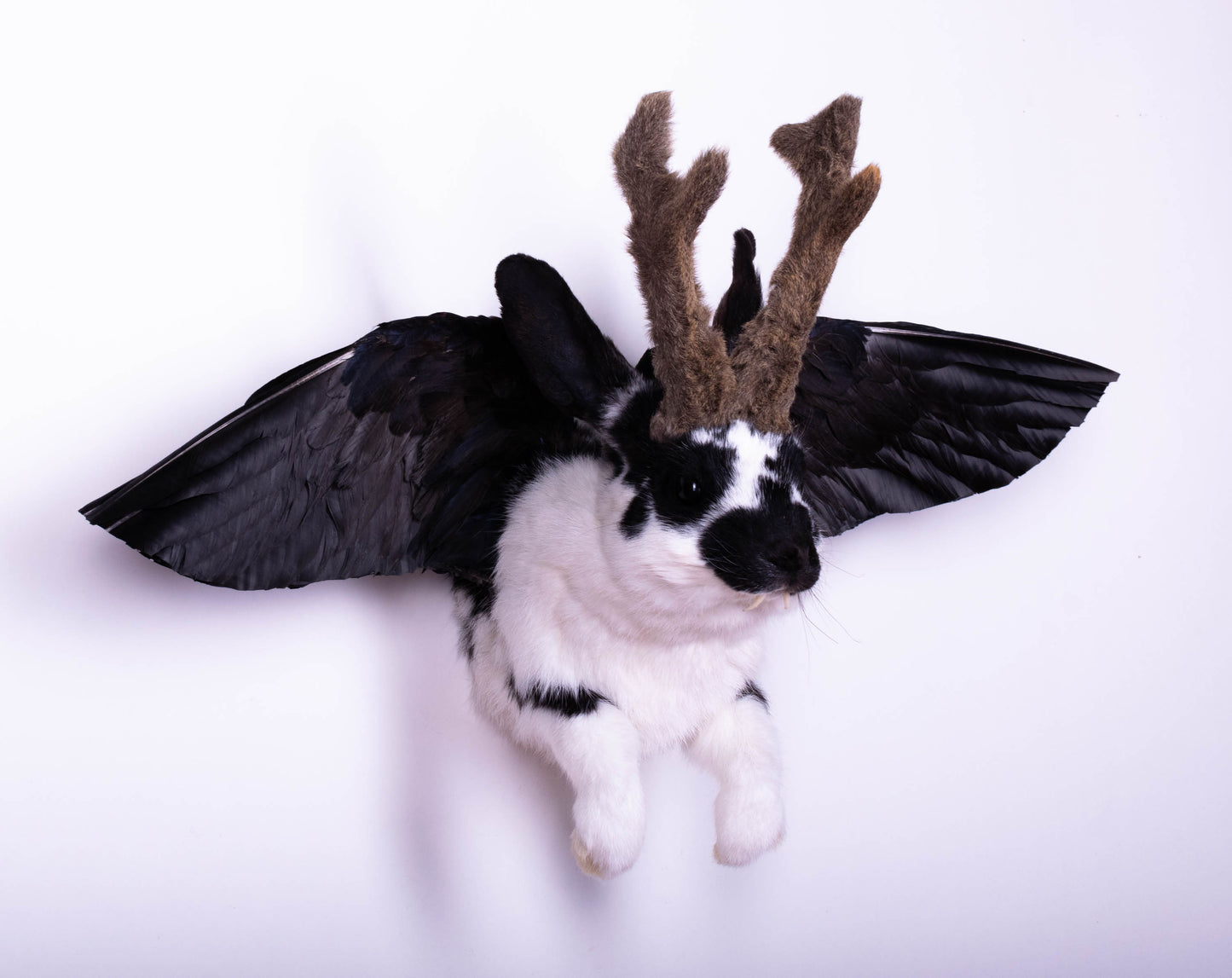 Taxidermie d'écureuil murale à vendre