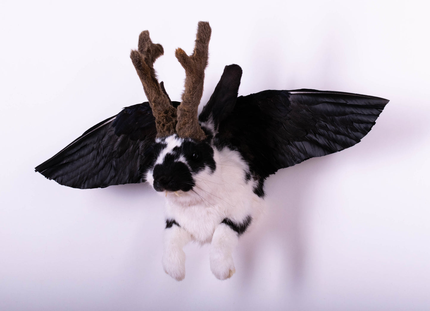 Taxidermie d'écureuil murale à vendre