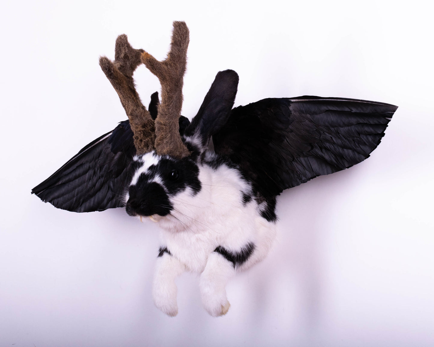 Taxidermie d'écureuil murale à vendre