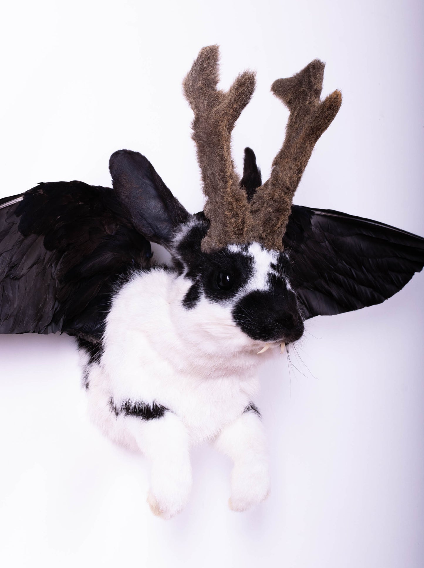 Taxidermie d'écureuil murale à vendre
