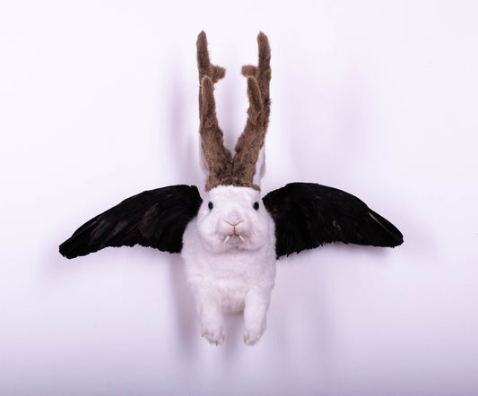 Taxidermie d'écureuil murale à vendre