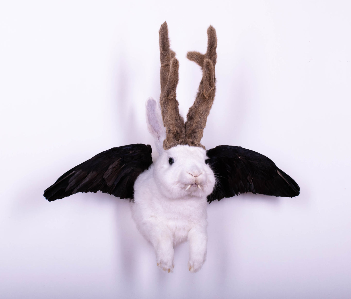 Taxidermie d'écureuil murale à vendre