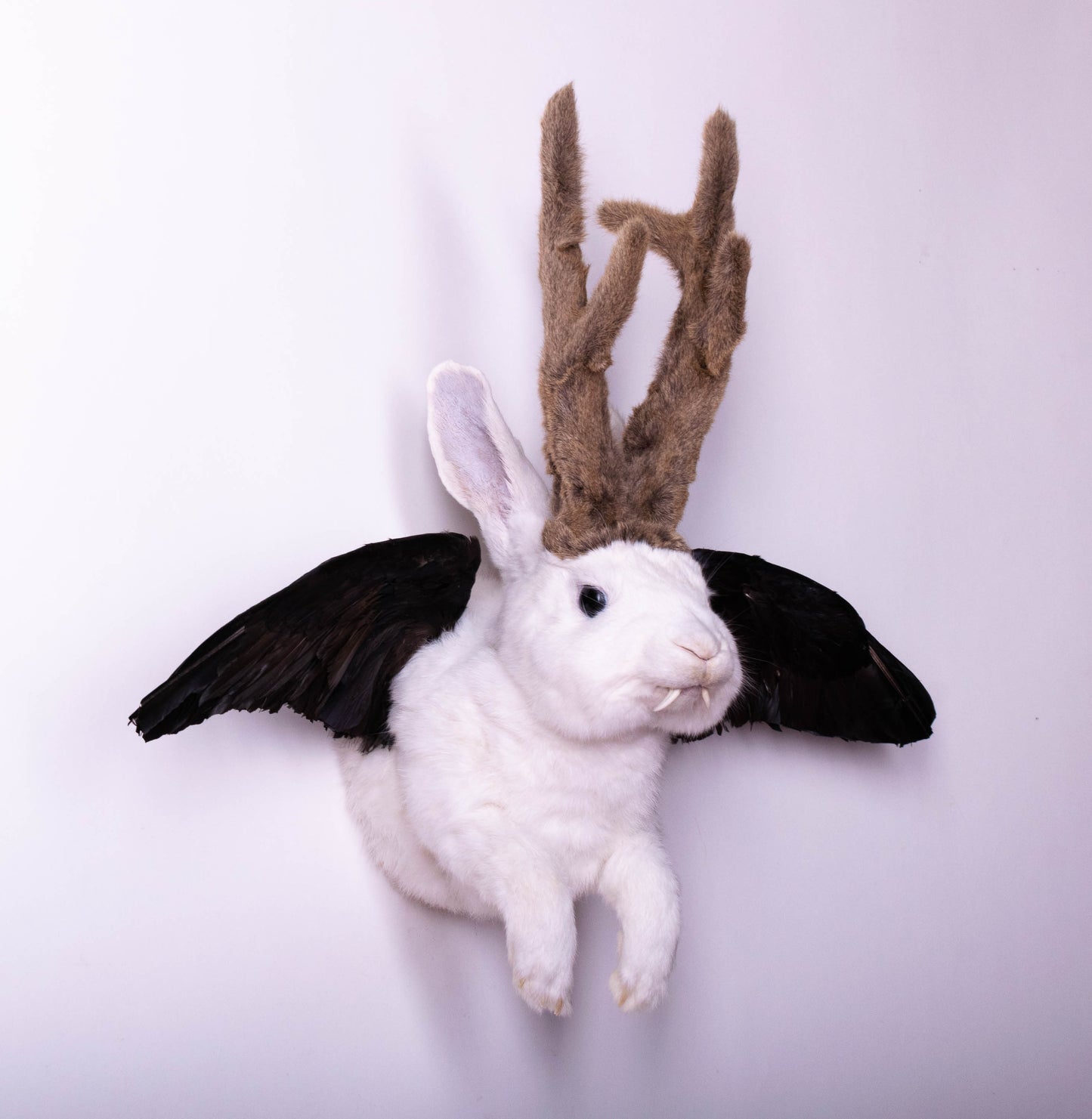 Taxidermie d'écureuil murale à vendre