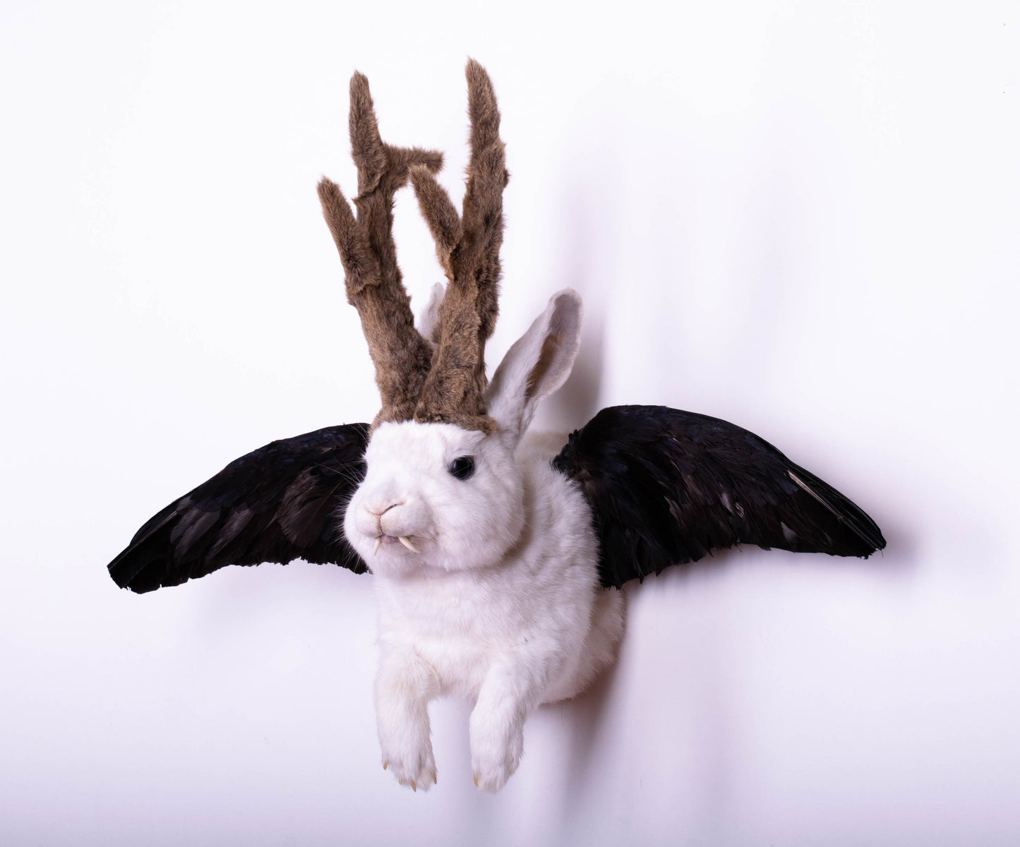 Taxidermie d'écureuil murale à vendre