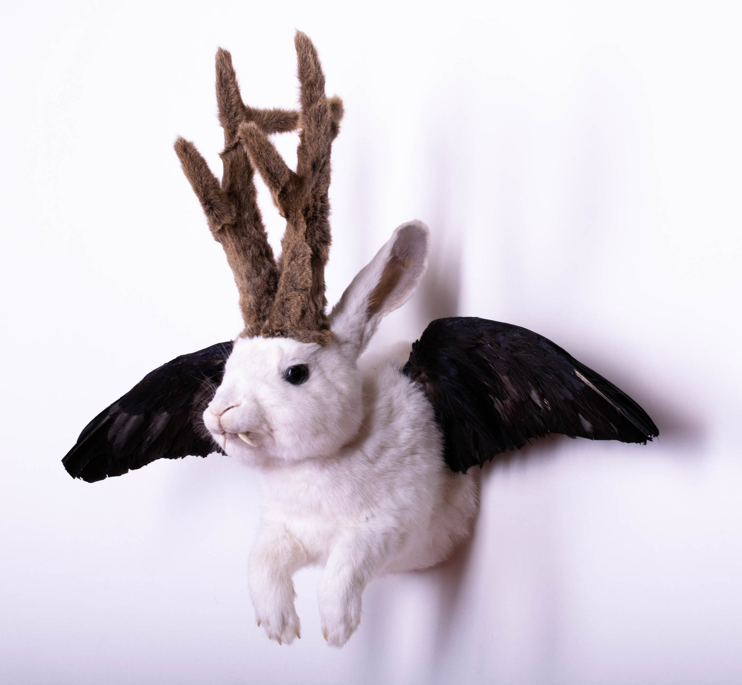 Taxidermie d'écureuil murale à vendre