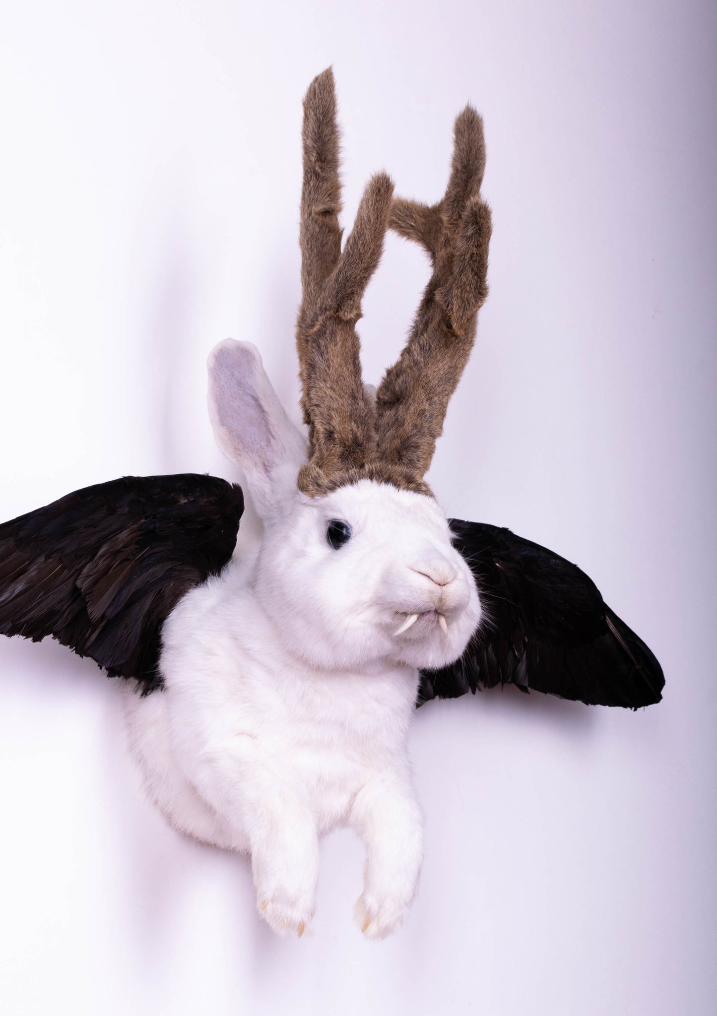 Taxidermie d'écureuil murale à vendre