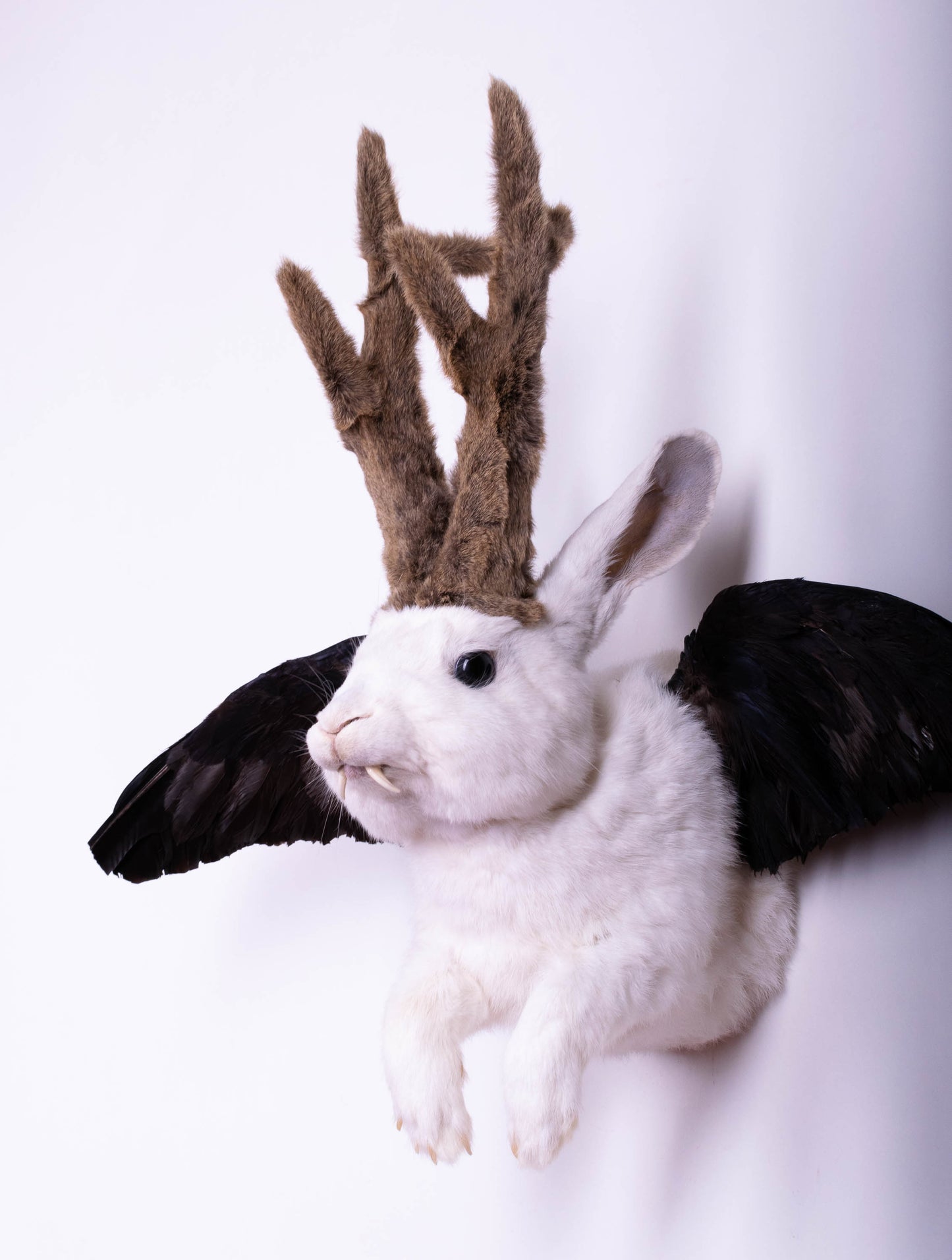 Taxidermie d'écureuil murale à vendre