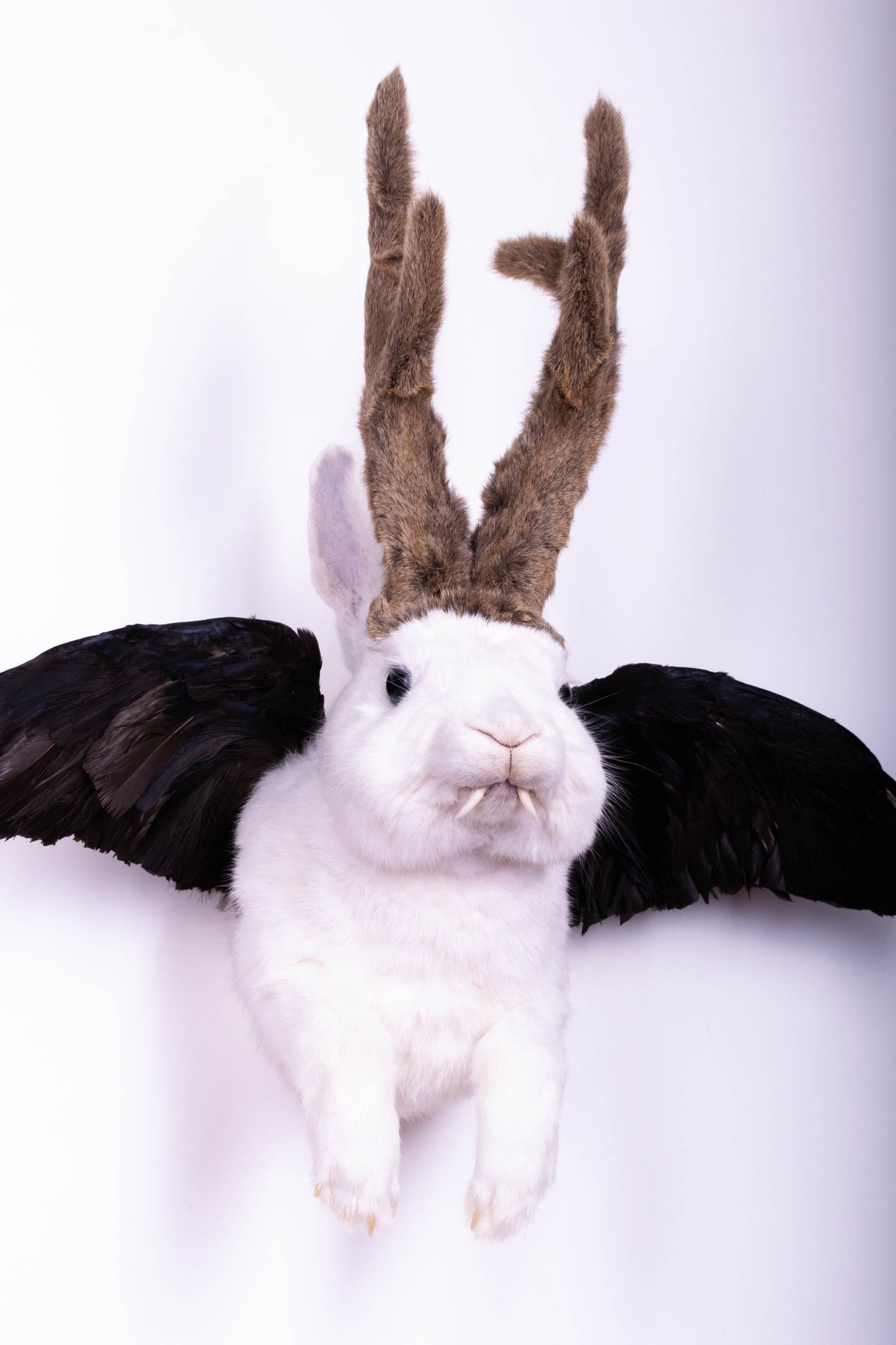 Taxidermie d'écureuil murale à vendre