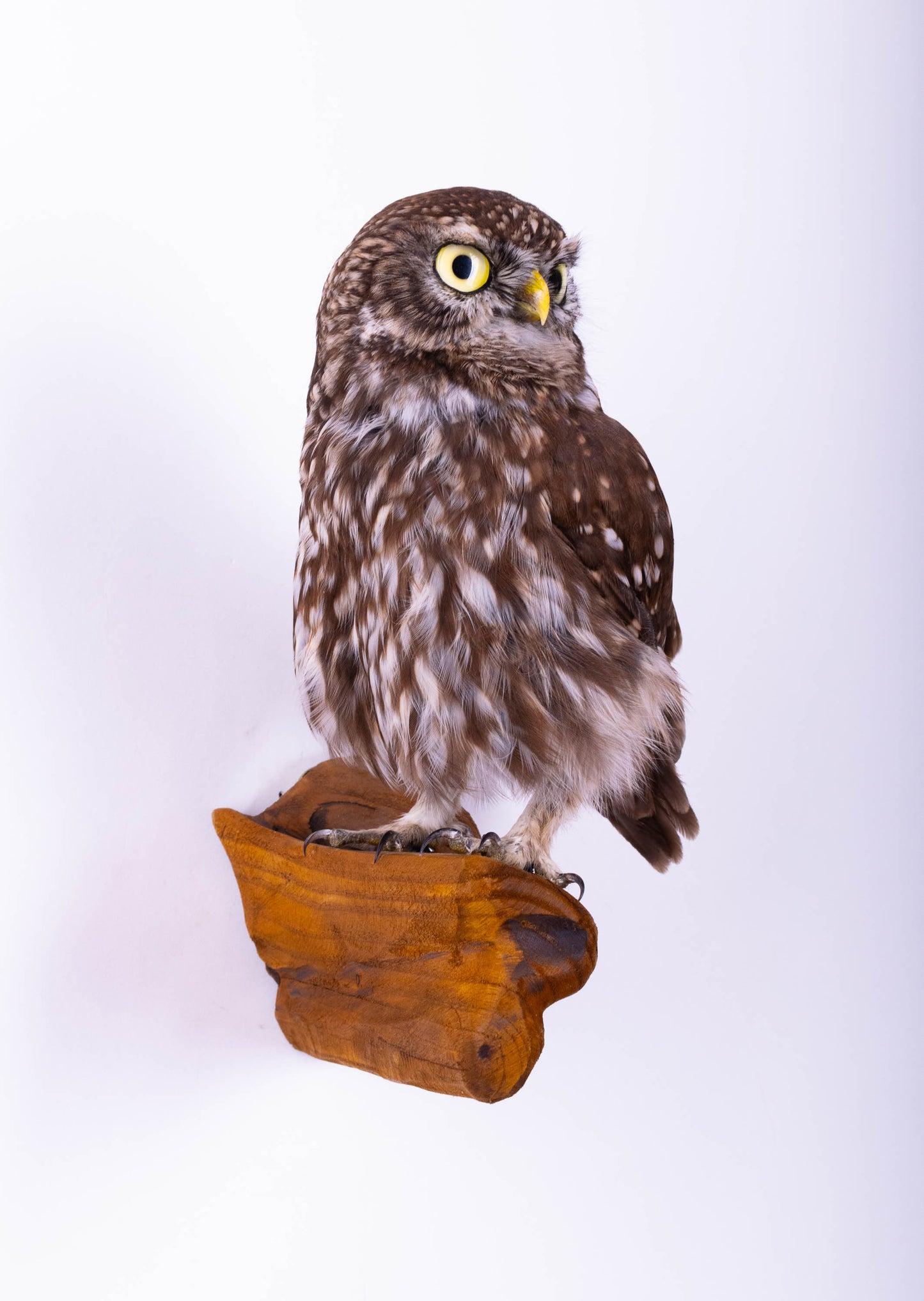 Little Owl Taxidermy Wall Mount For Sale