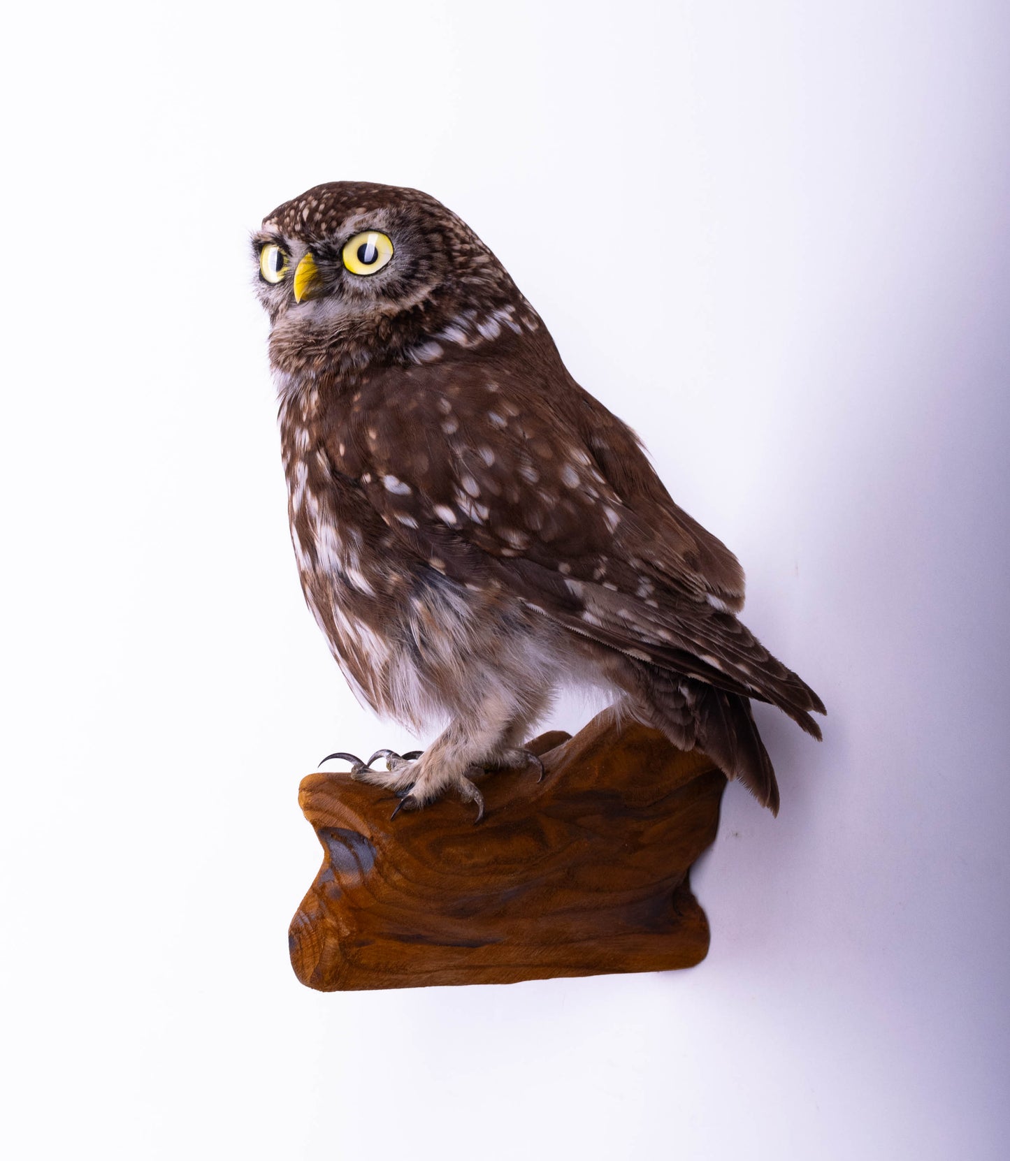 Little Owl Taxidermy Wall Mount For Sale