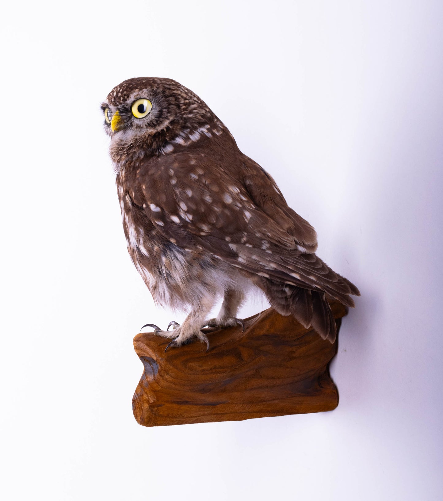 Little Owl Taxidermy Wall Mount For Sale