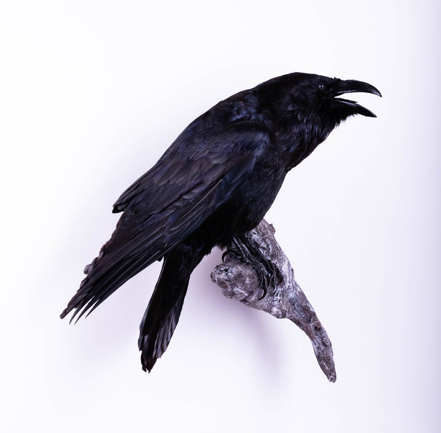 Raven Taxidermy Wall Mount For Sale