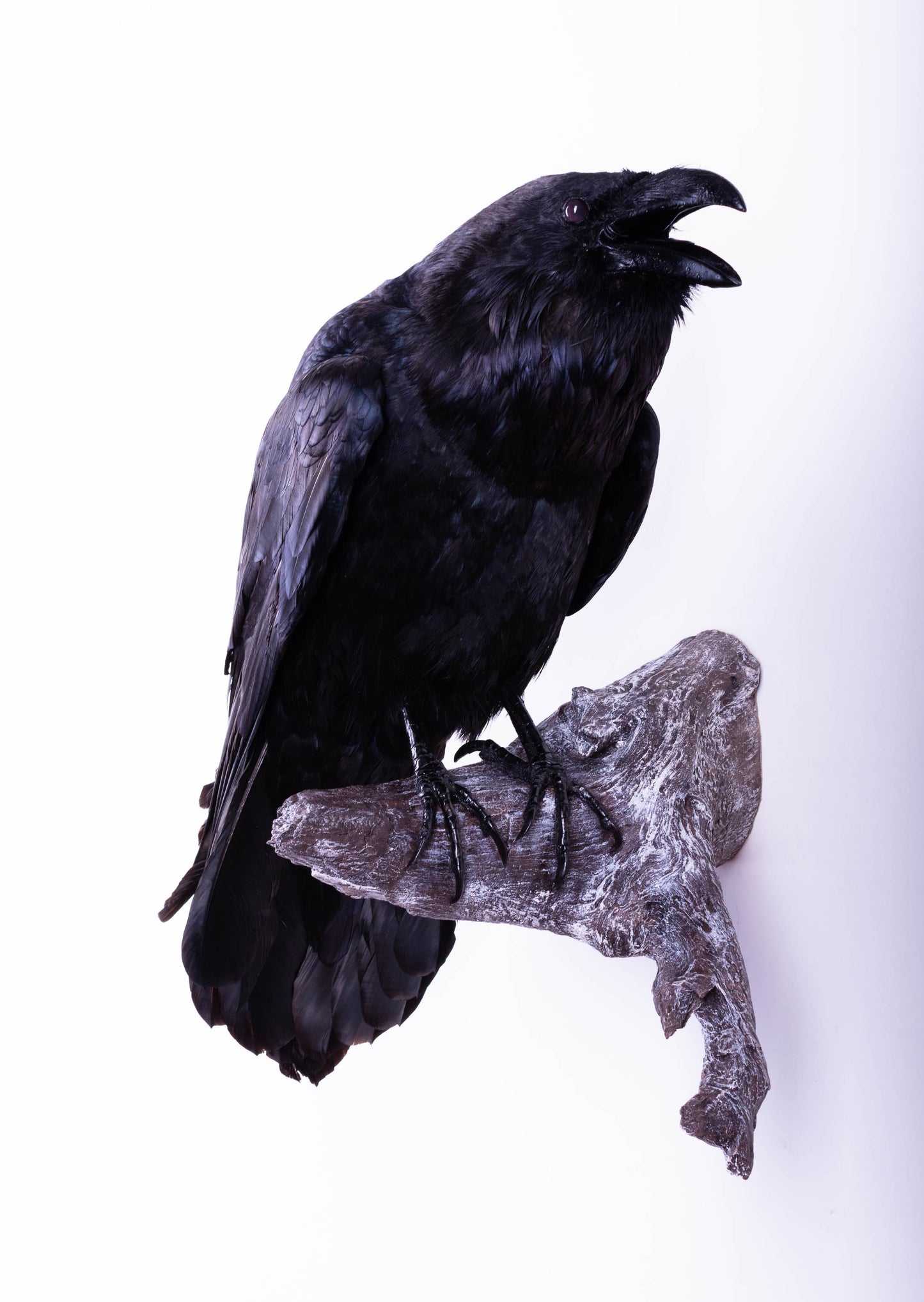 Raven Taxidermy Wall Mount For Sale