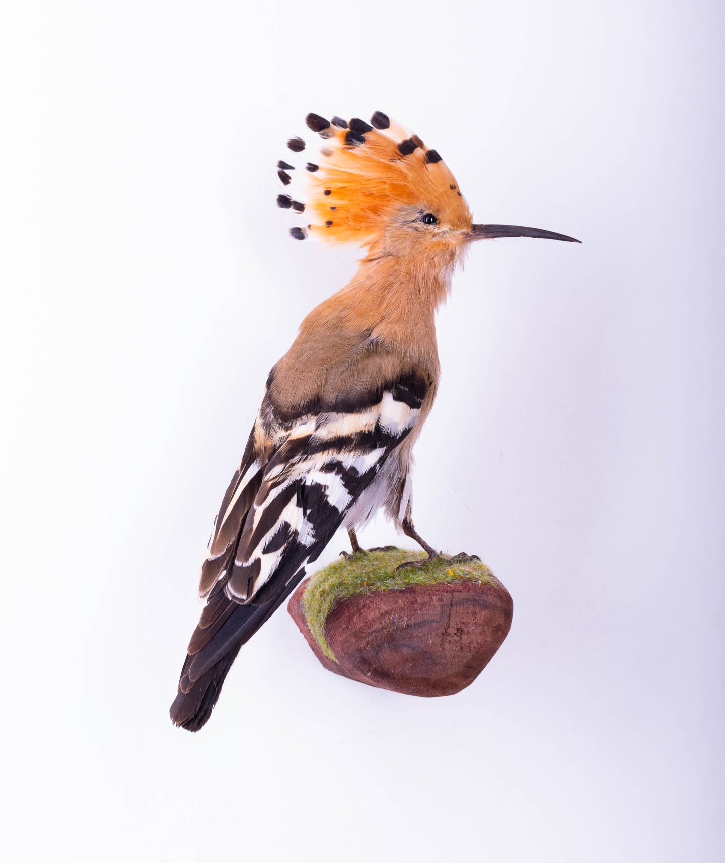 Hoopoe Taxidermy Wall Mount For Sale