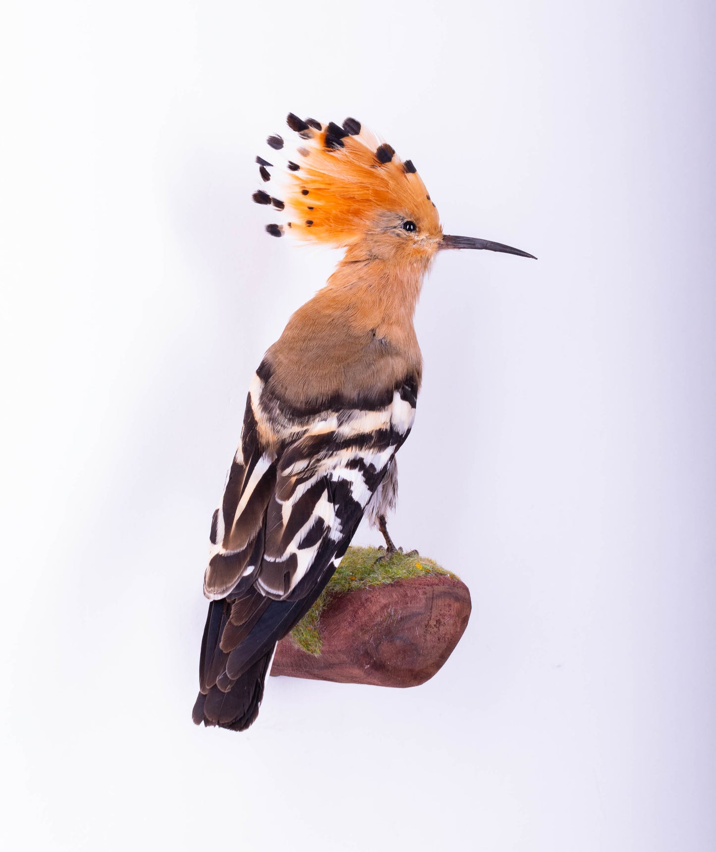 Hoopoe Taxidermy Wall Mount For Sale