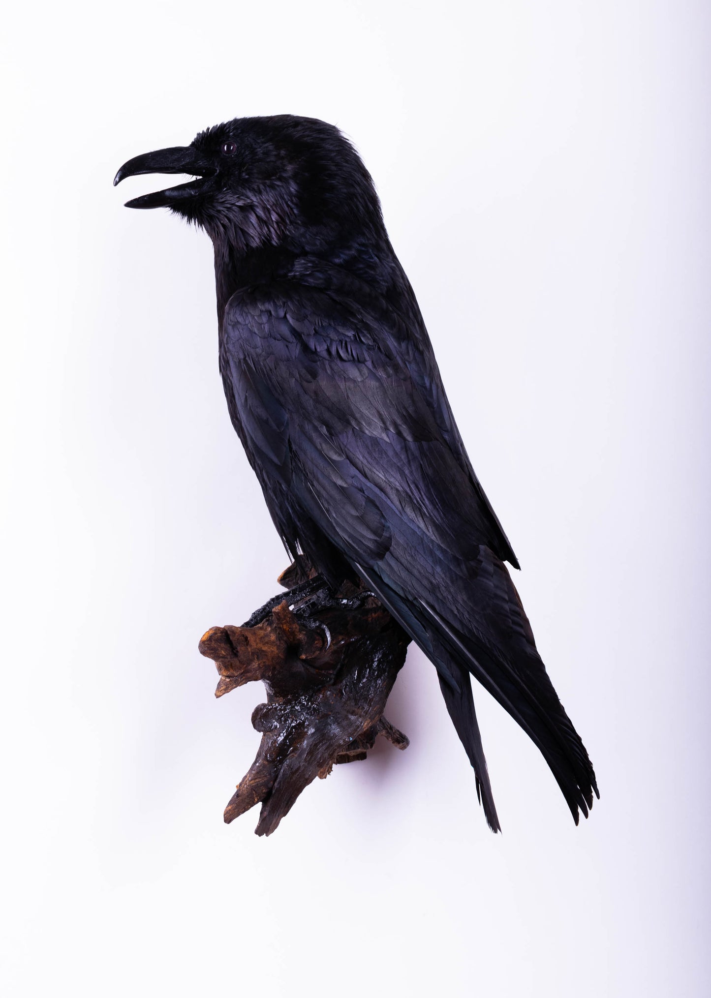 Raven Taxidermy Wall Mount For Sale