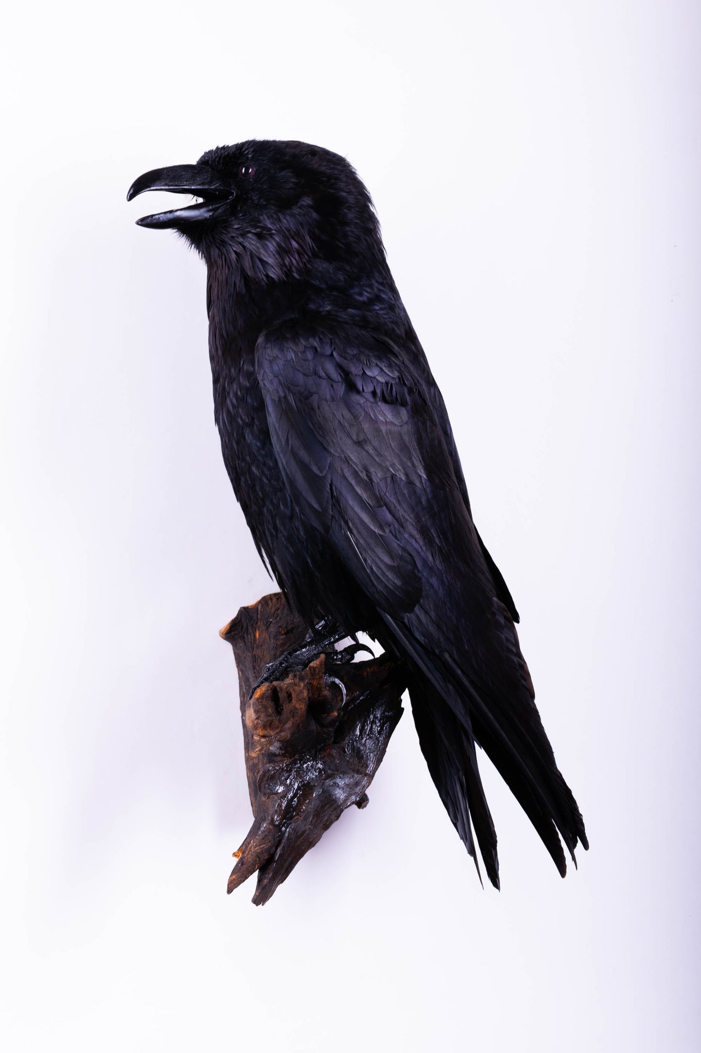 Raven Taxidermy Wall Mount For Sale