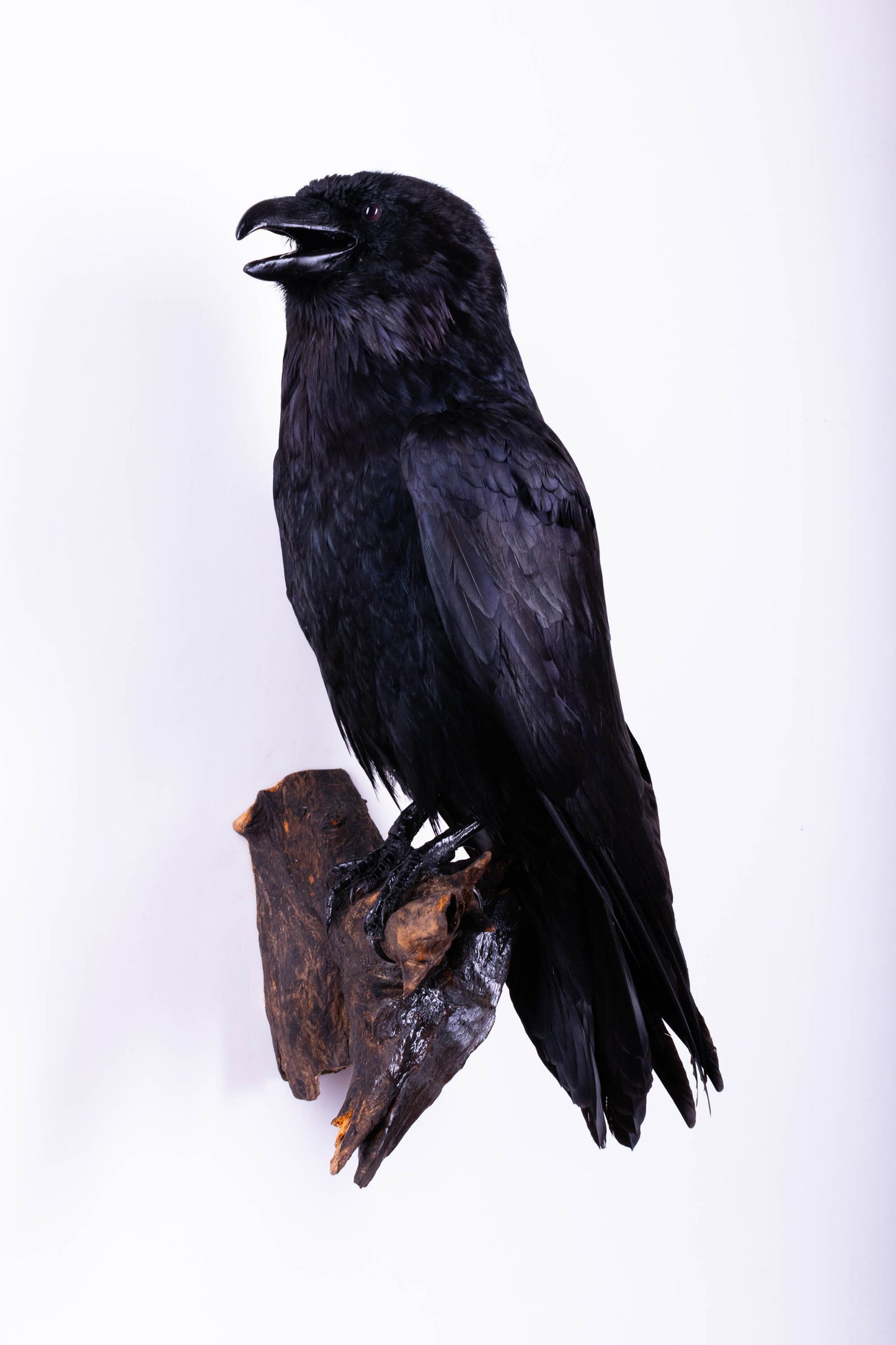 Raven Taxidermy Wall Mount For Sale