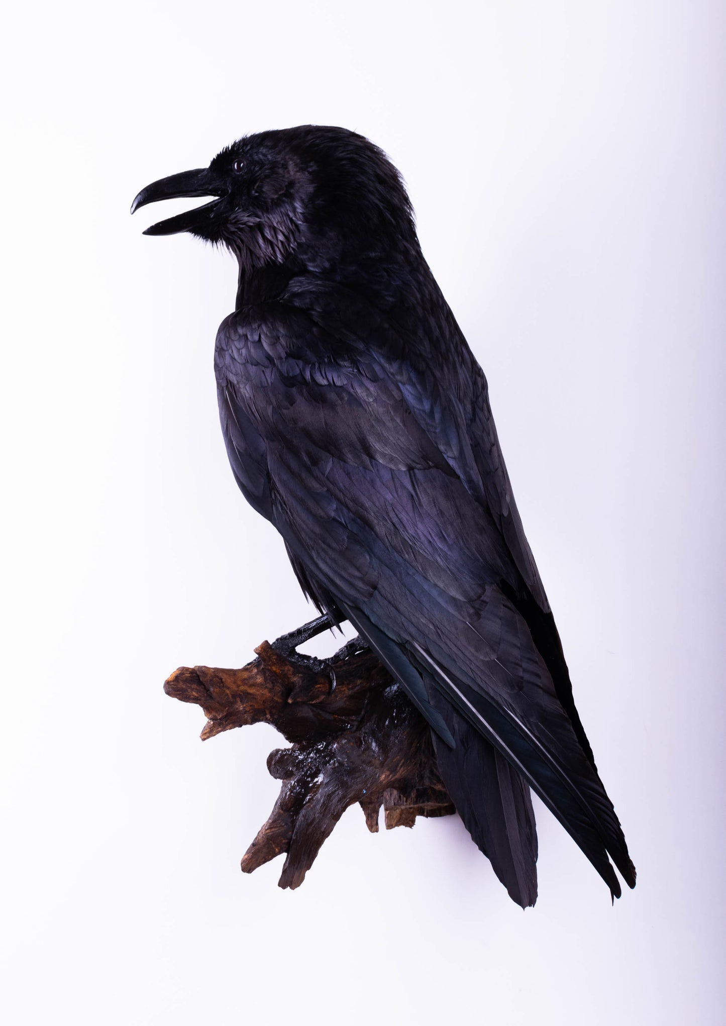 Raven Taxidermy Wall Mount For Sale